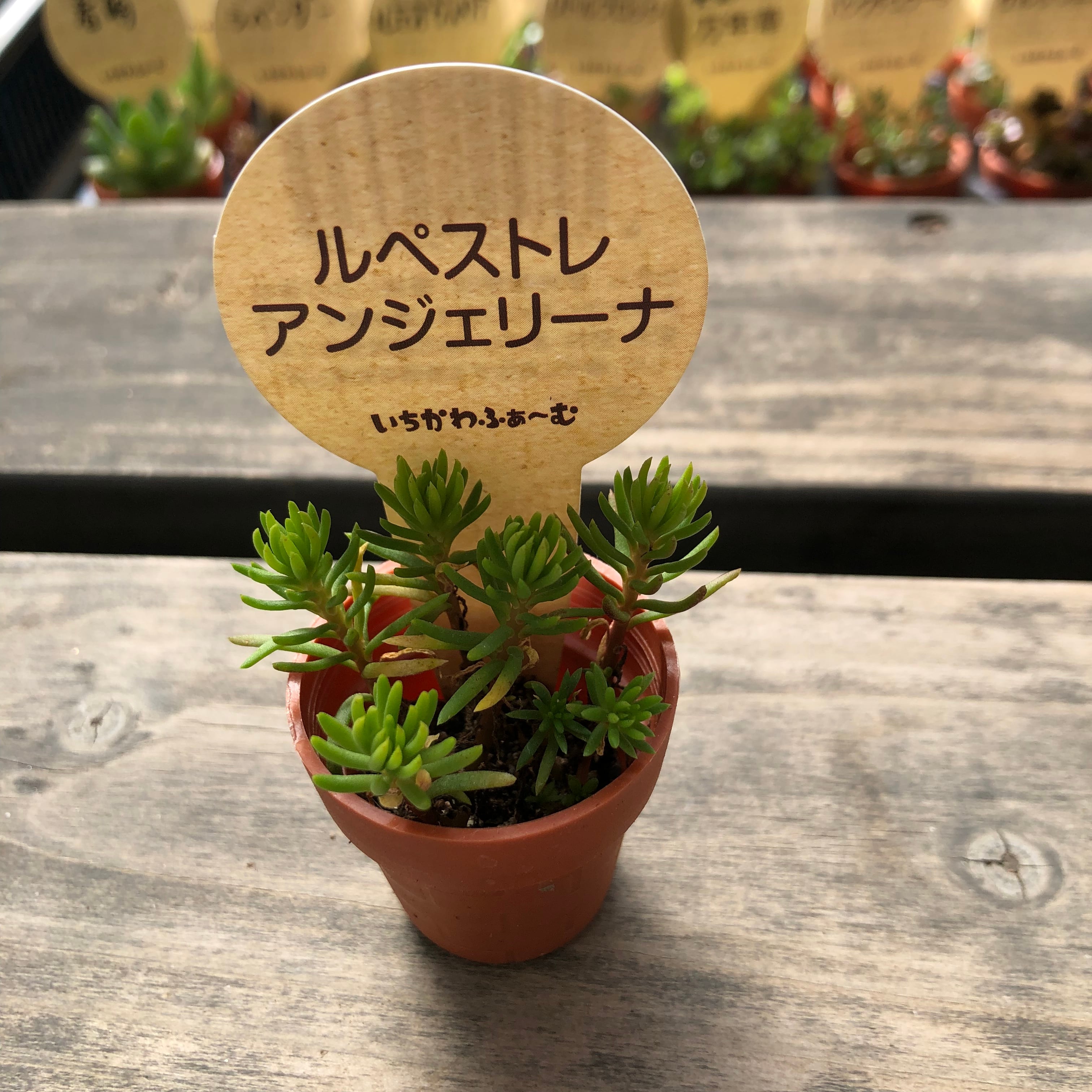 希少】多肉植物【アンジェリーナ】韓国輸入苗カット苗 【公式通販】