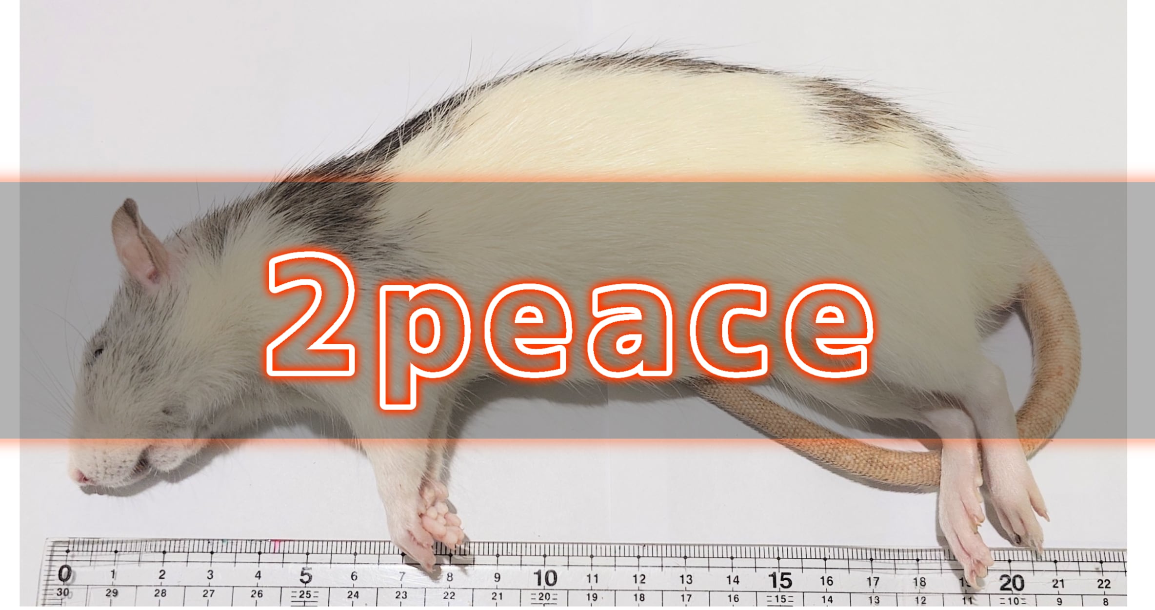 冷凍ラット30g〜40g 50匹セット！ 冷凍ラット30g〜40g 50匹セット！