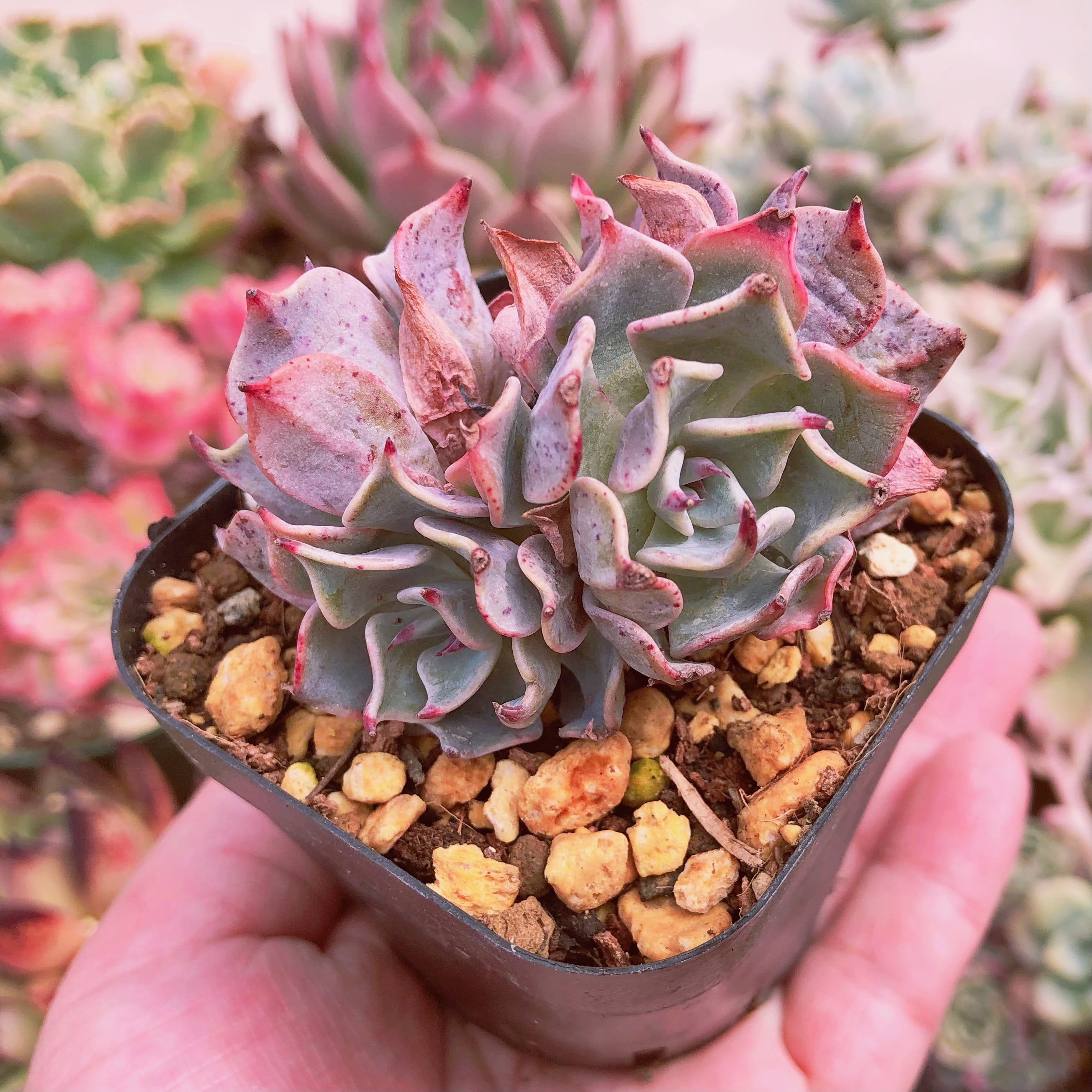 多肉植物　悪魔の翼　群生　