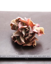 【PREMIUM】切りたて新鮮カット苗 ブラックホーク 極み株 Echeveria 'Black Hawk'
