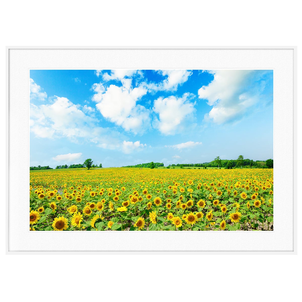 夏写真 北海道北竜町ひまわりの里 インテリア アートポスター額装 AS3620