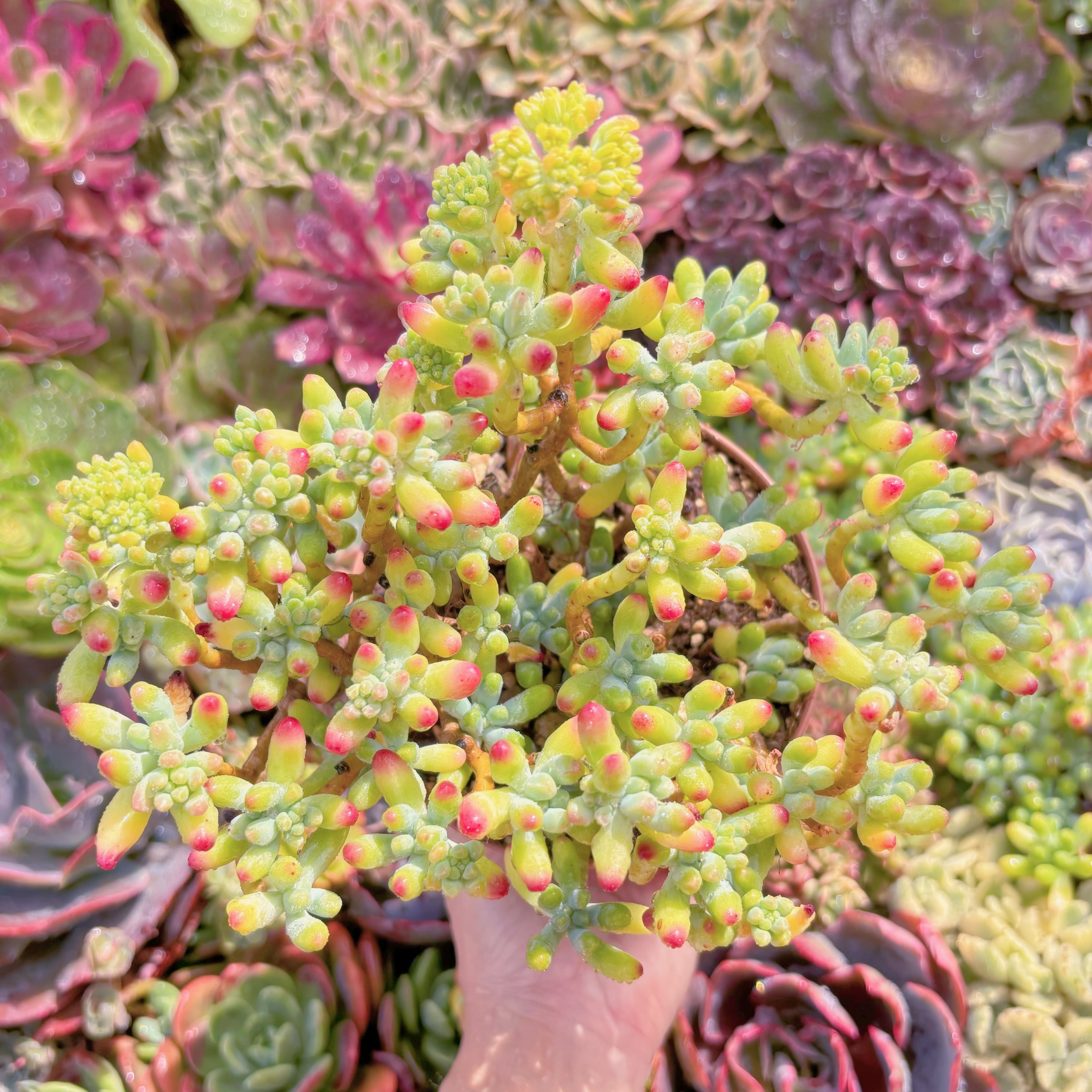 現品　ベリー果#M274　るる農園