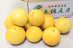 【ご家庭用】土佐文旦　５ｋｇ箱×３箱　Ｌ～４Ｌ　（８～１１玉）×３箱　送料別