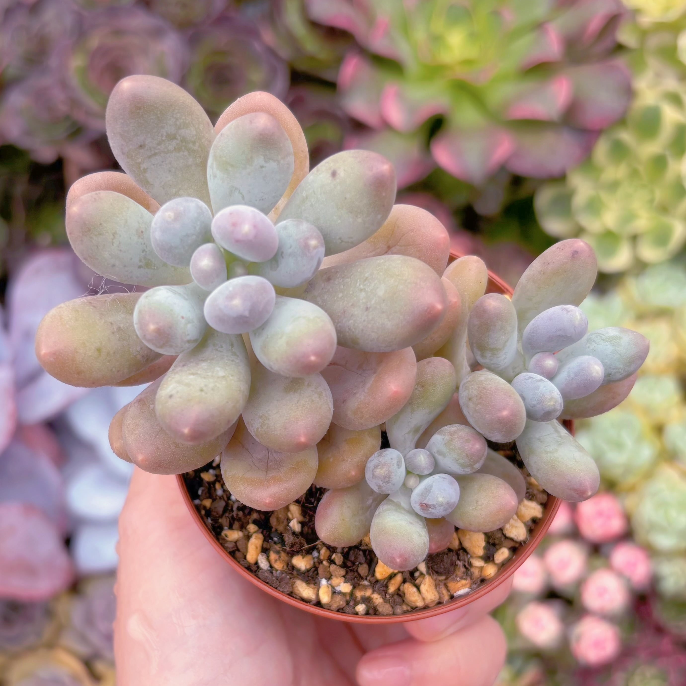 現品　湯園チーズ#874　群生　るる農園