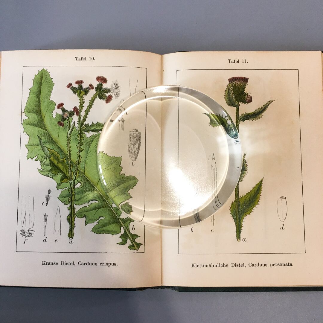 植物画 博物画 ドイツの植物図鑑 J Sturm Vol 14 1906年 ボタニカル ビンテージ ヴィンテージ ヤーコブ シュトルム 植物画 博物画 欧州アンティーク雑貨 べるりんのーと