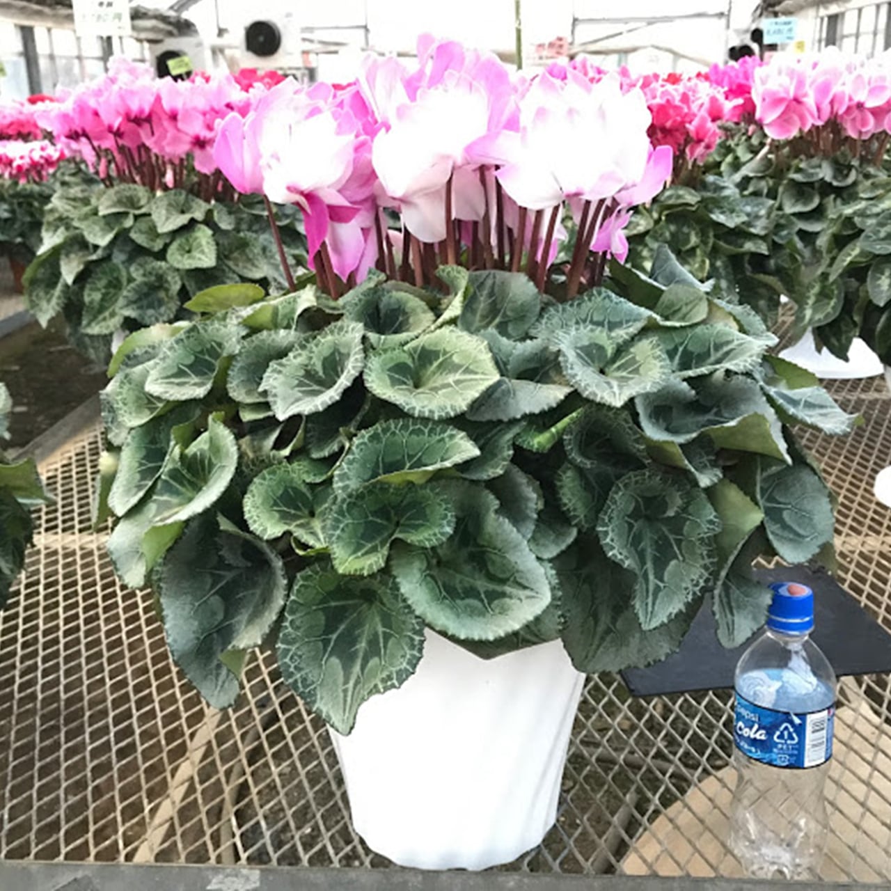 みずほ育ちのシクラメン 8号プラスチック鉢 栗原園芸