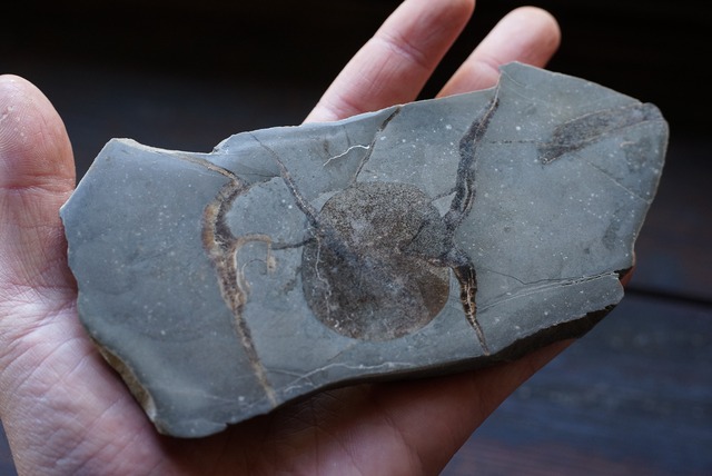 イクチオサウルス化石　骨　Ichthyosaurus Bone