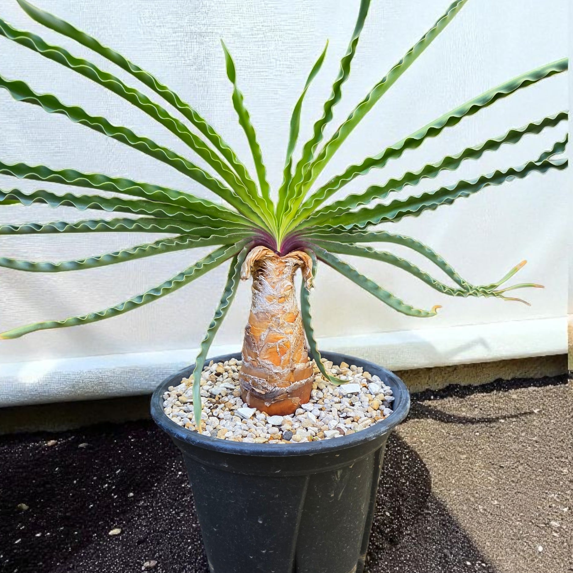 オペルクリカリアパキプス　【実生2年目】管理No.EI オペルクリカリア パキプス 実生2年 | BRIDGE GARDEN