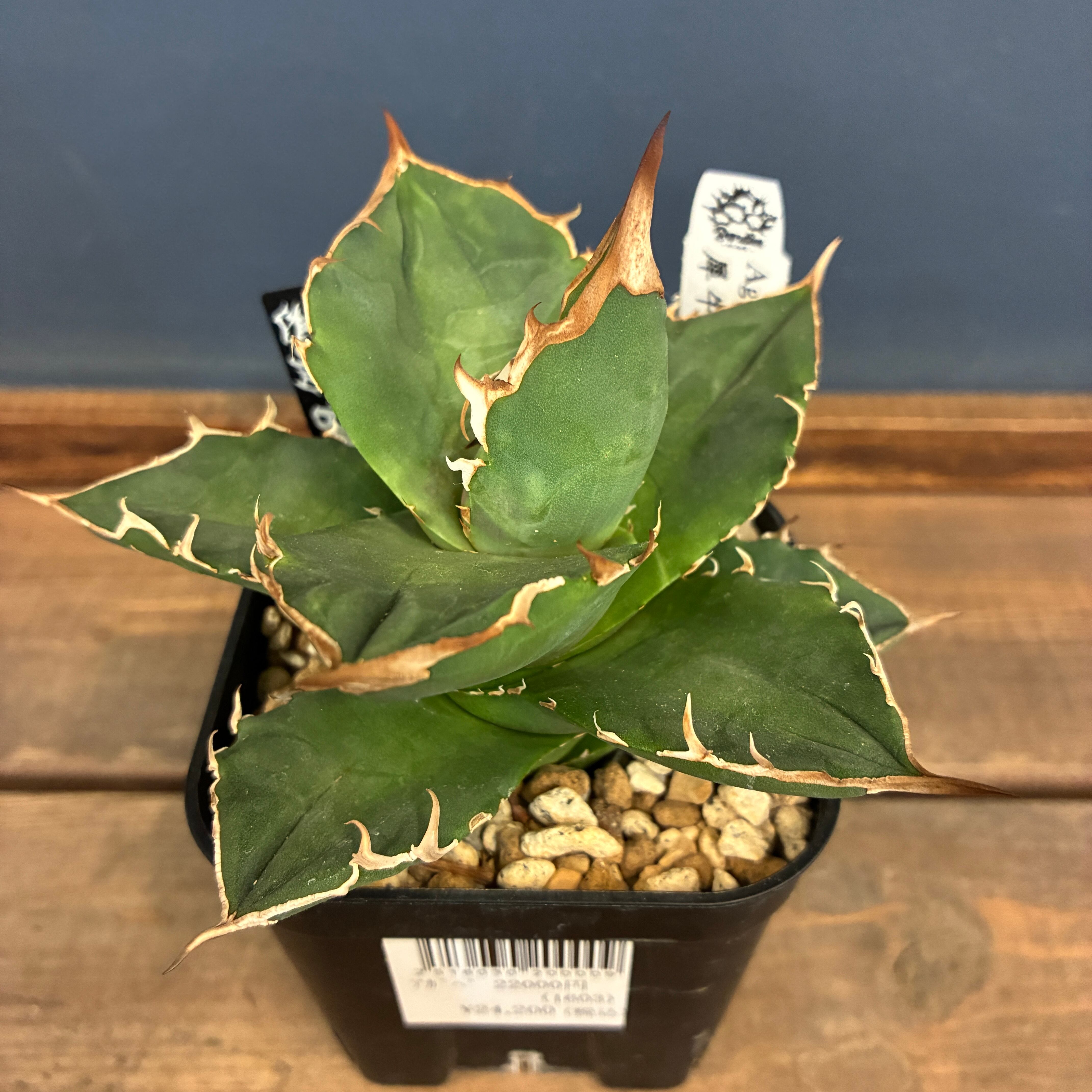 Deuterocohnia brevifolia ssp. chlorantha デウテロコニア ブレビ