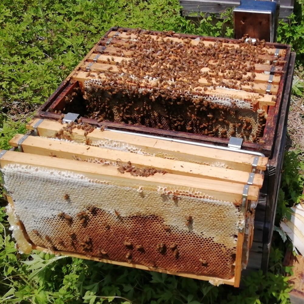 袈裟美蜂蜜（百花蜜）600g | 鈴木養蜂場 はちみつ家