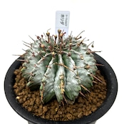 ユーフォルビア ホリダ【1032】