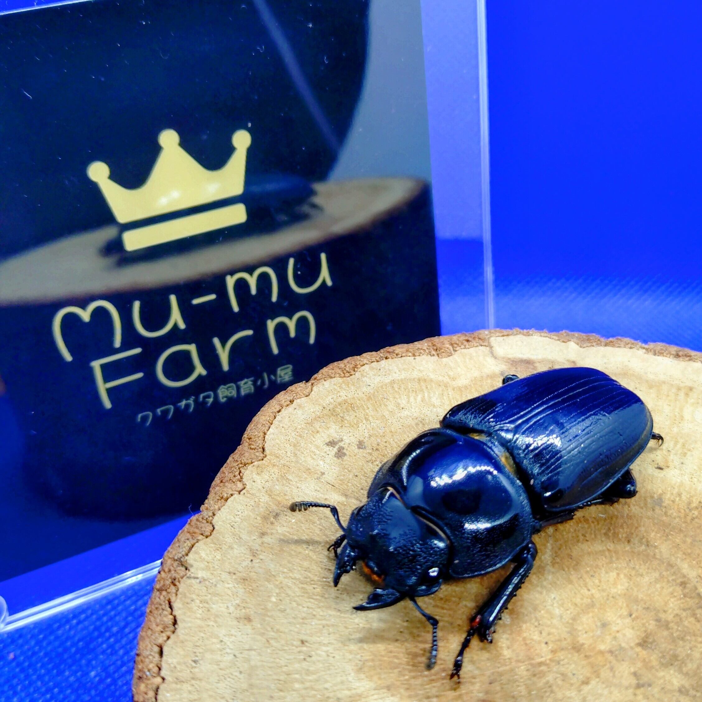 久留米オオクワガタ ♂85㎜ マツノインセクト