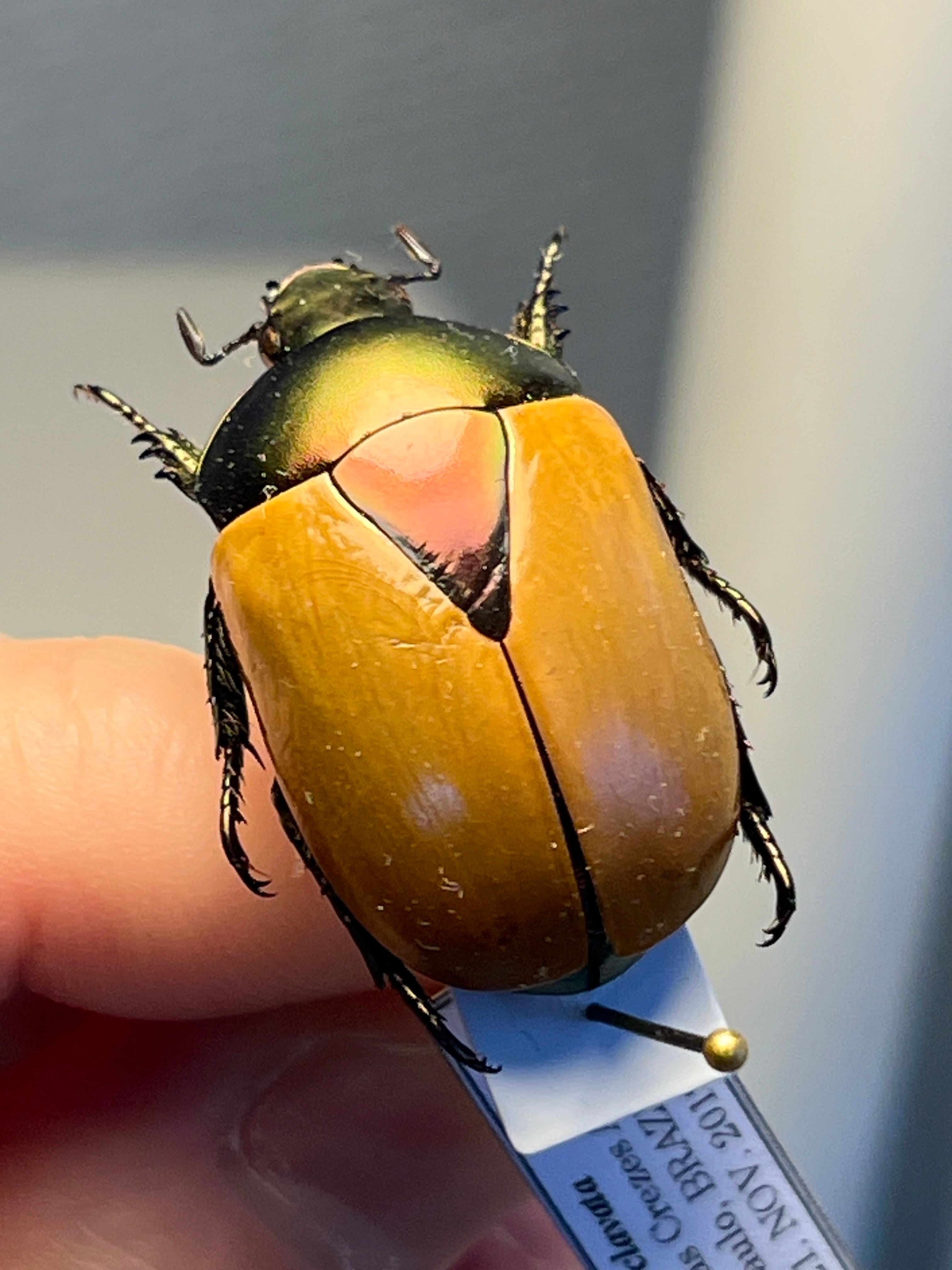 【73mm】ヤンソニーテナガコガネ　カメムシサシガメ甲虫昆虫標本 73mm】ヤンソニーテナガコガネ カメムシサシガメ甲虫昆虫標本ハムシ