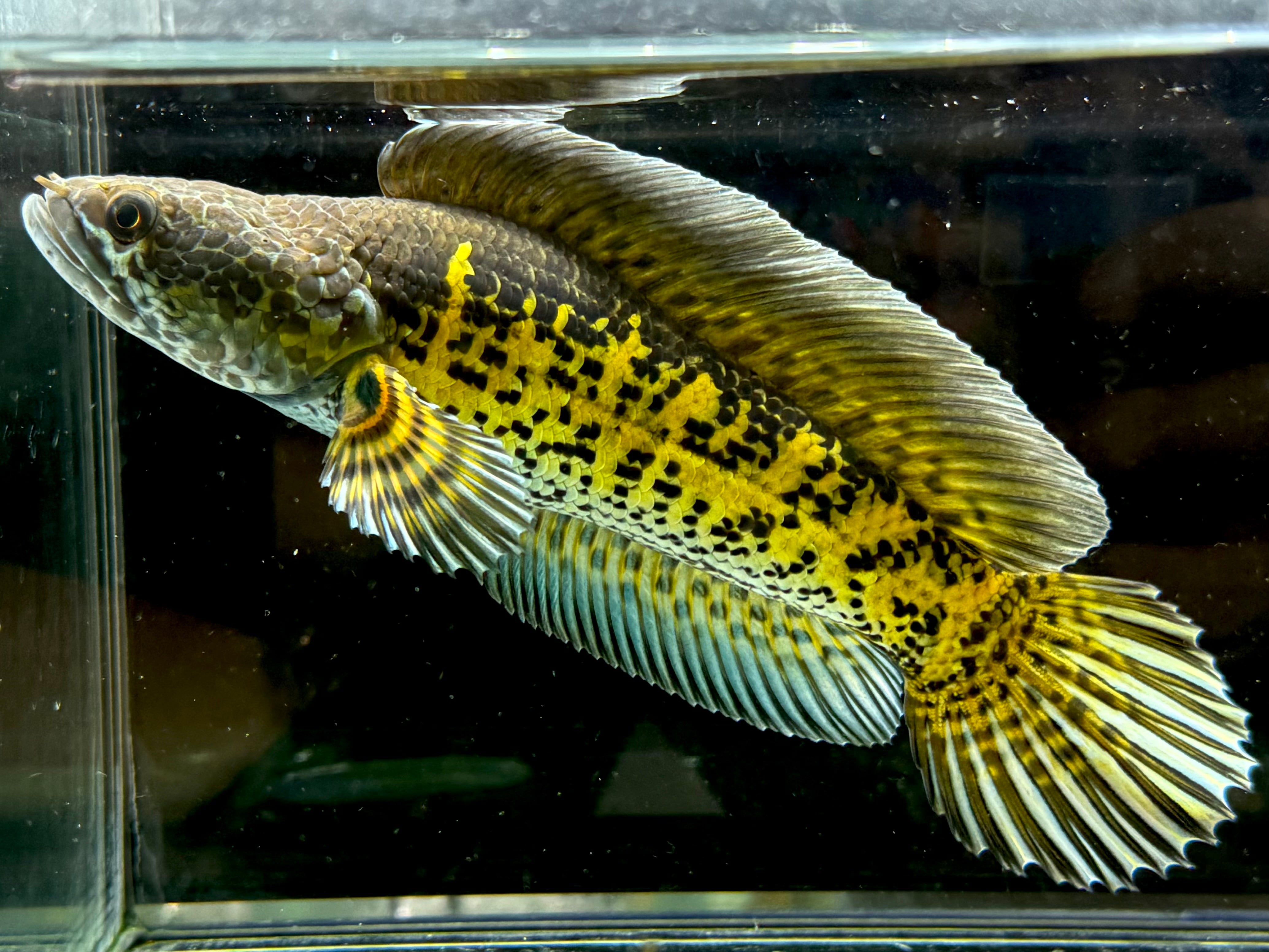 スネークヘッド | AQUASTYLEG