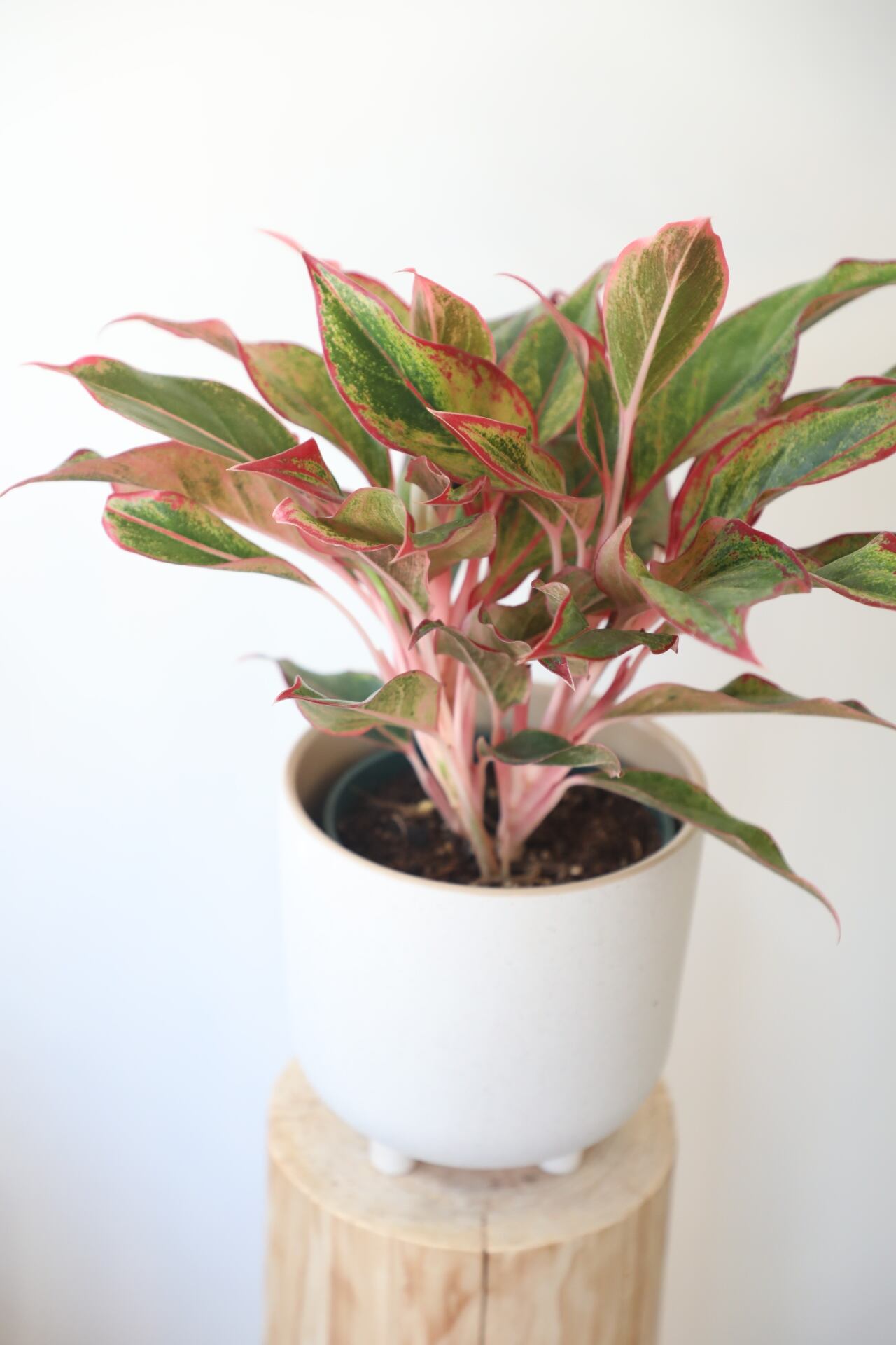 アグラオネマ レッドアーミー　1 陶器鉢 お皿付き アグラオネマ：レッドアーミー 3.5号ポット の通販 | 園芸ネット