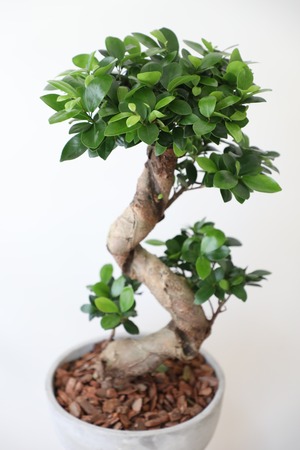 ガジュマル ねじり/Ficus microcarpa　※陶器鉢付き