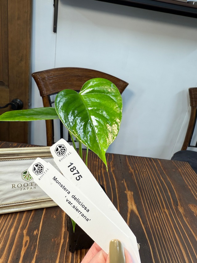★1875 モンステラ　シエラナ若苗（2.5号ロング硬質ポット）