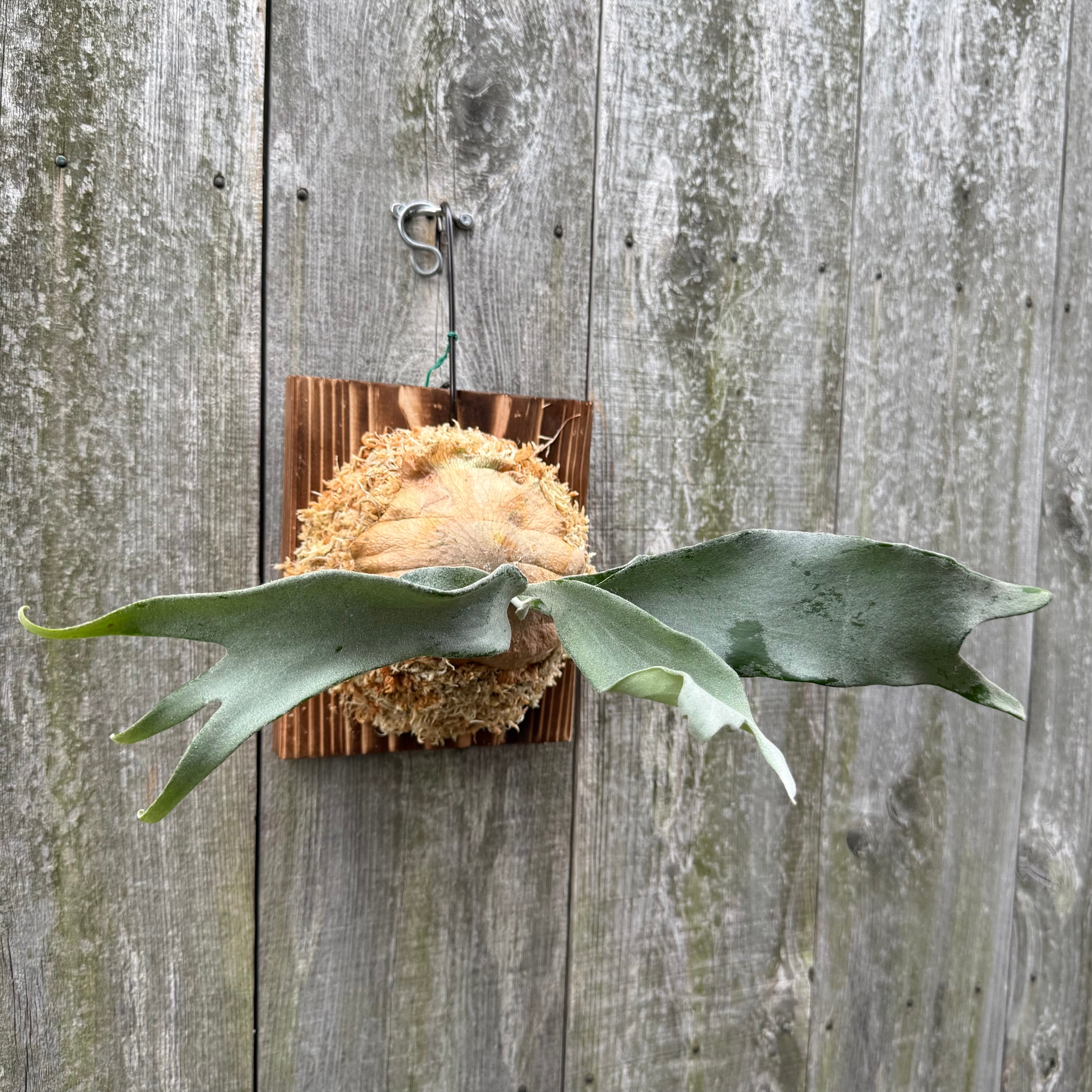 naturefix