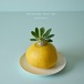 mysterious fruit pot (grapefruit) パキポディウム・エブレネウム