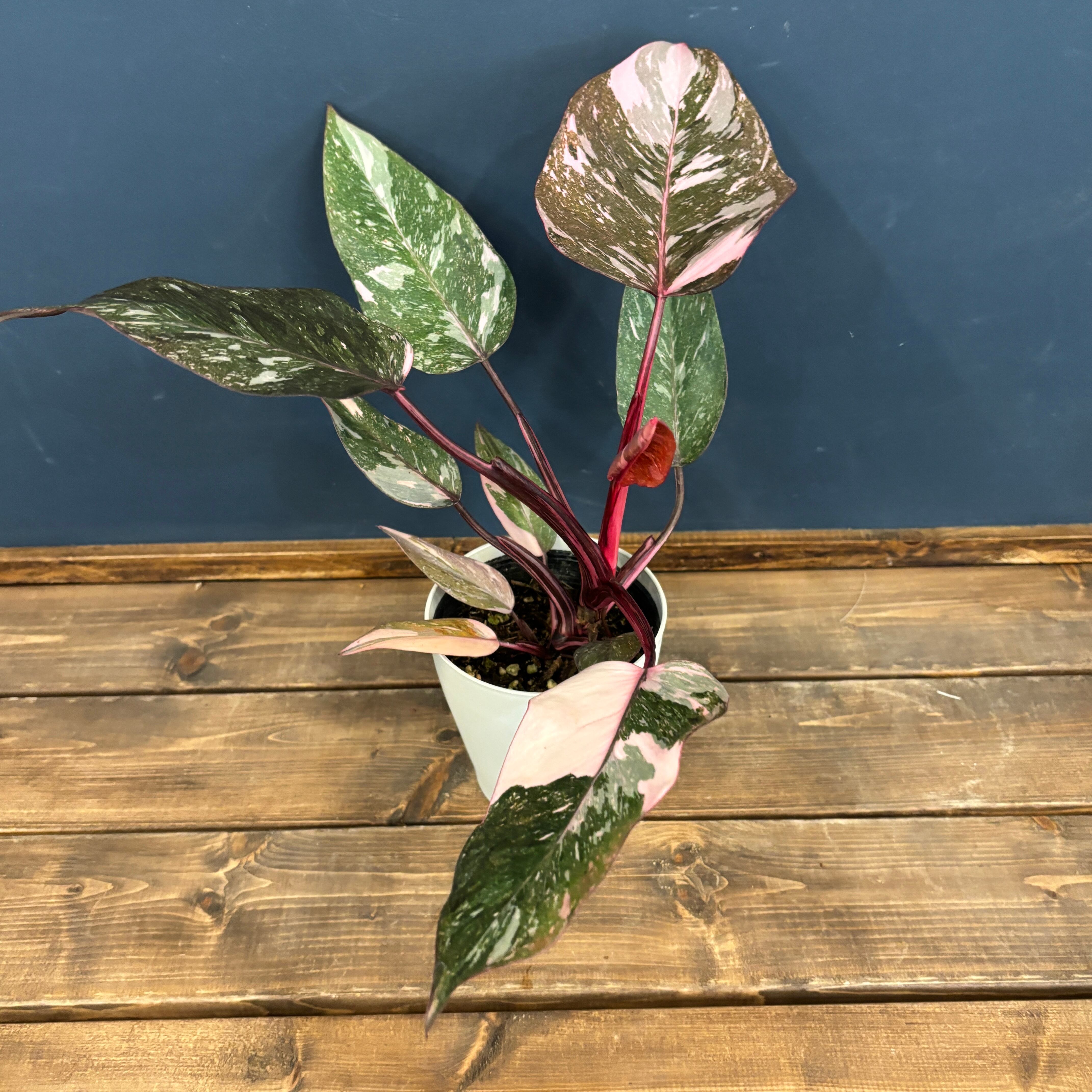 極上樹形 フィロデンドロンピンクプリンセスギャラクシー