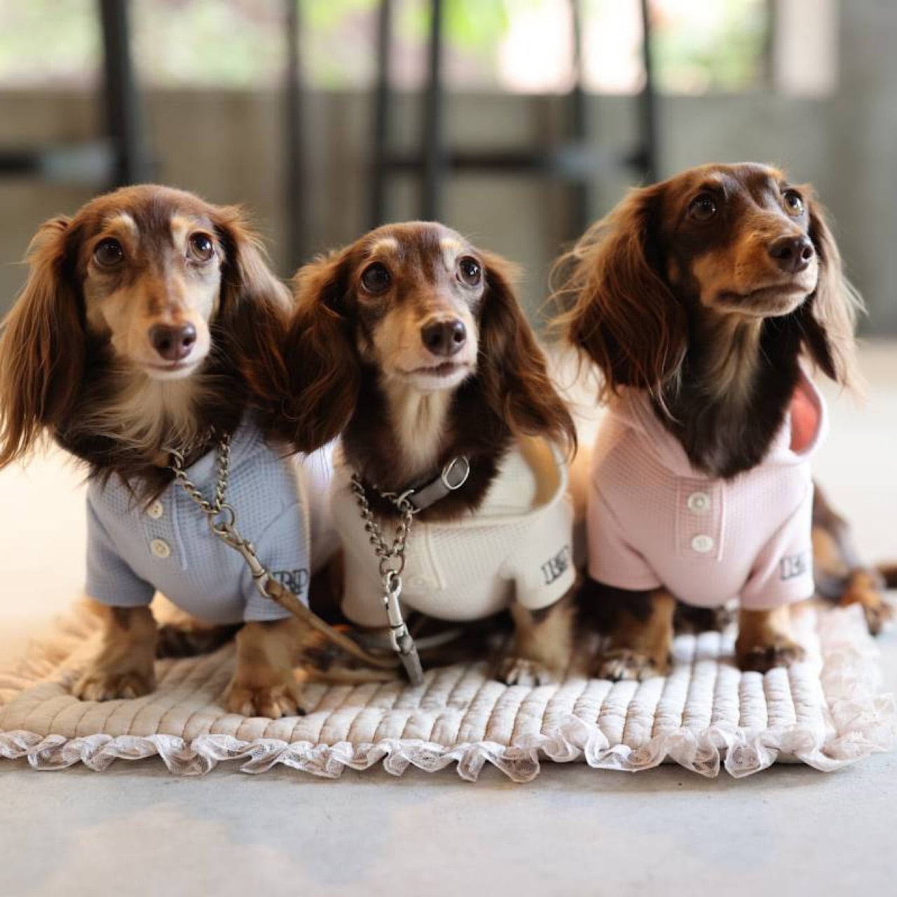 ワッフル フーディ