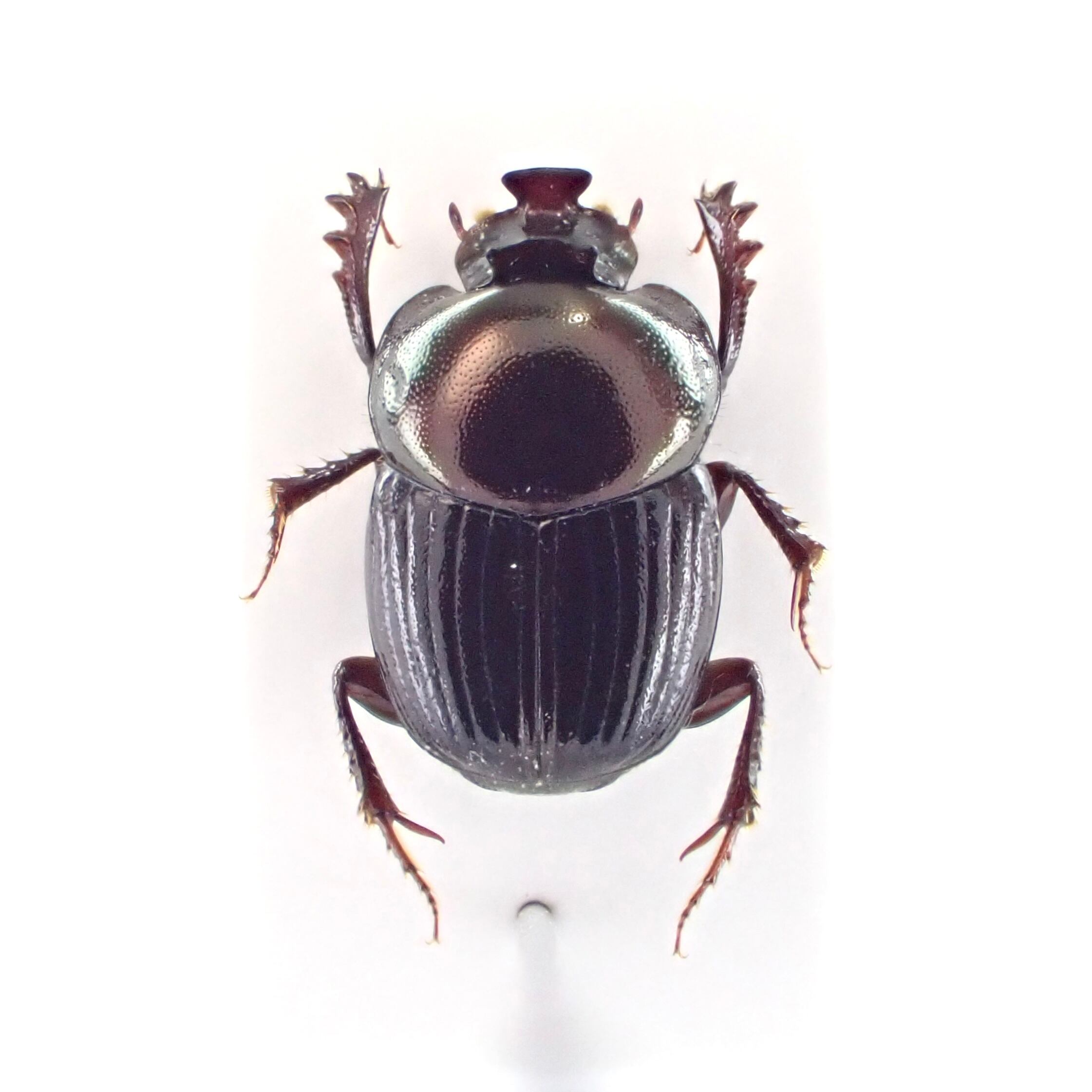 フランス領ギアナ産 Onthophagus xanthomerus ♂ 7.5mm | 昆虫標本