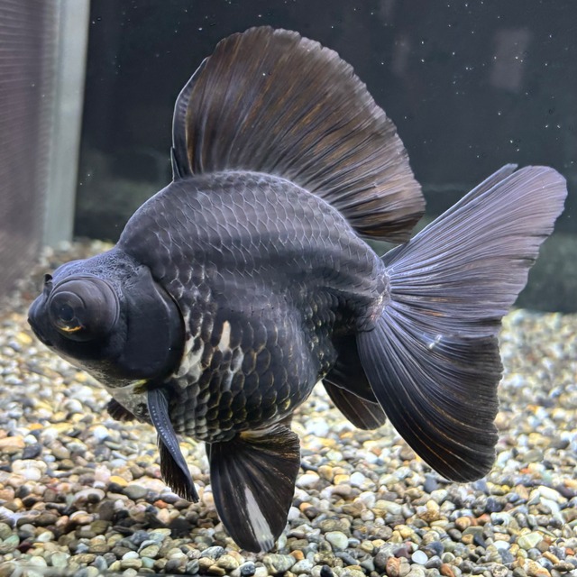 出目金ブロードテール　黒　１２ｃｍ