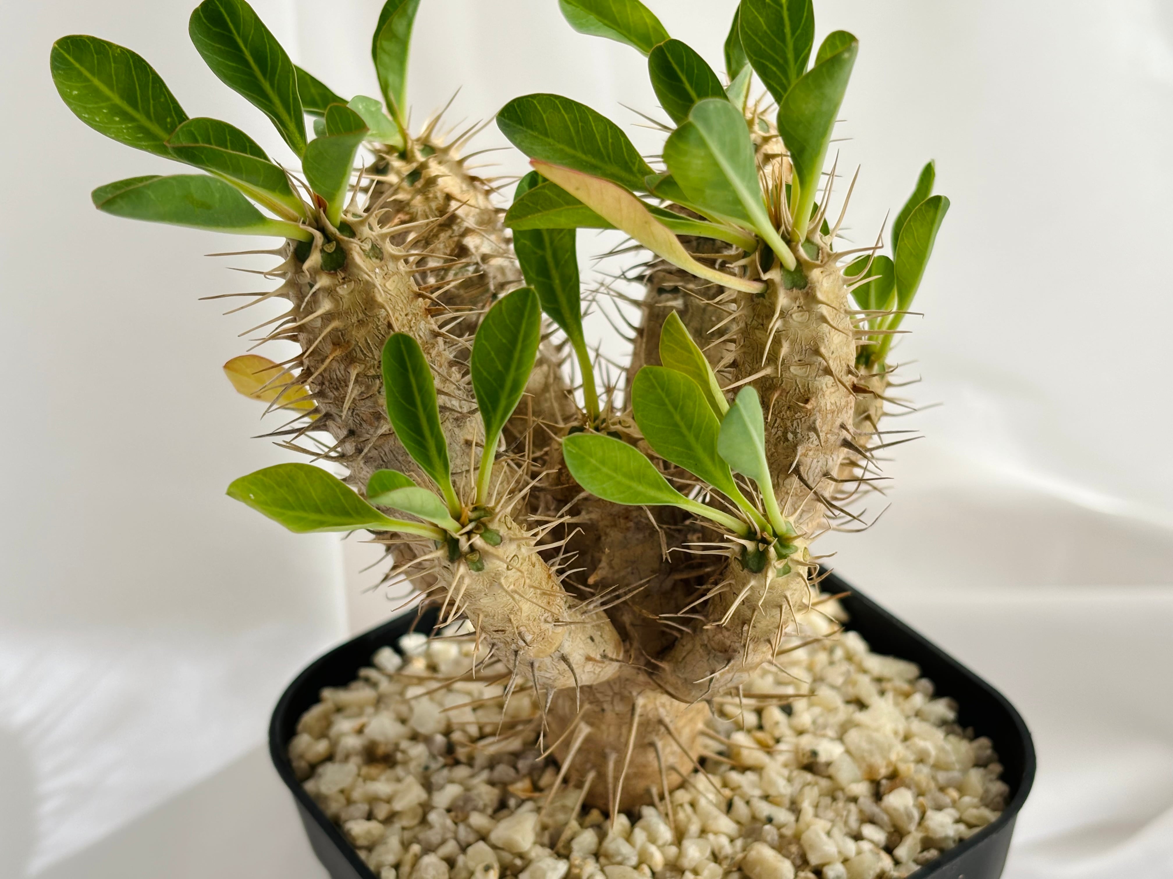 ラ127 「現地」ユーフォルビア C25「多肉植物」ユーフォルビア 