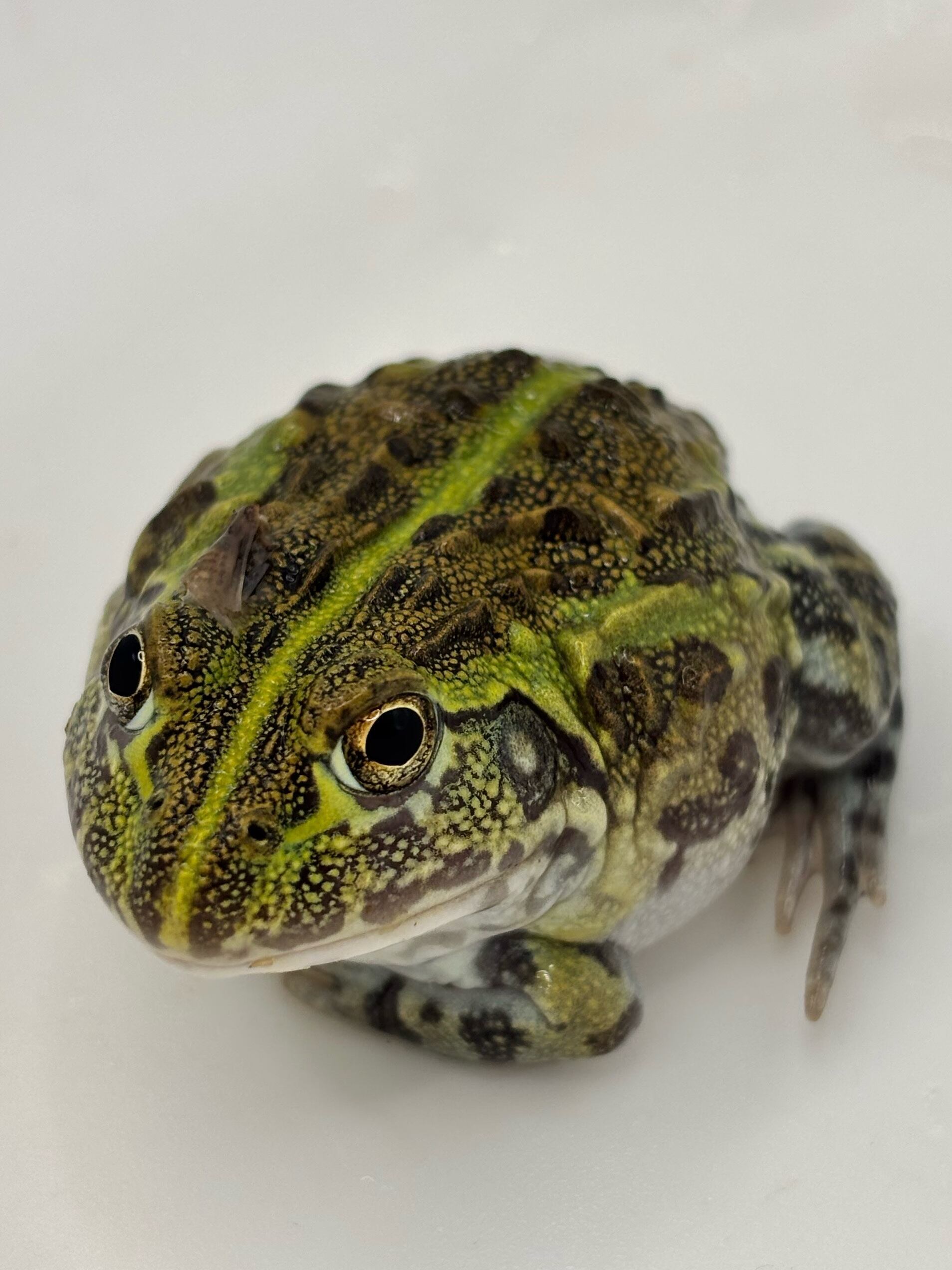 アフリカウシガエル① 1匹 | まるころ商店〜まるくてころころした