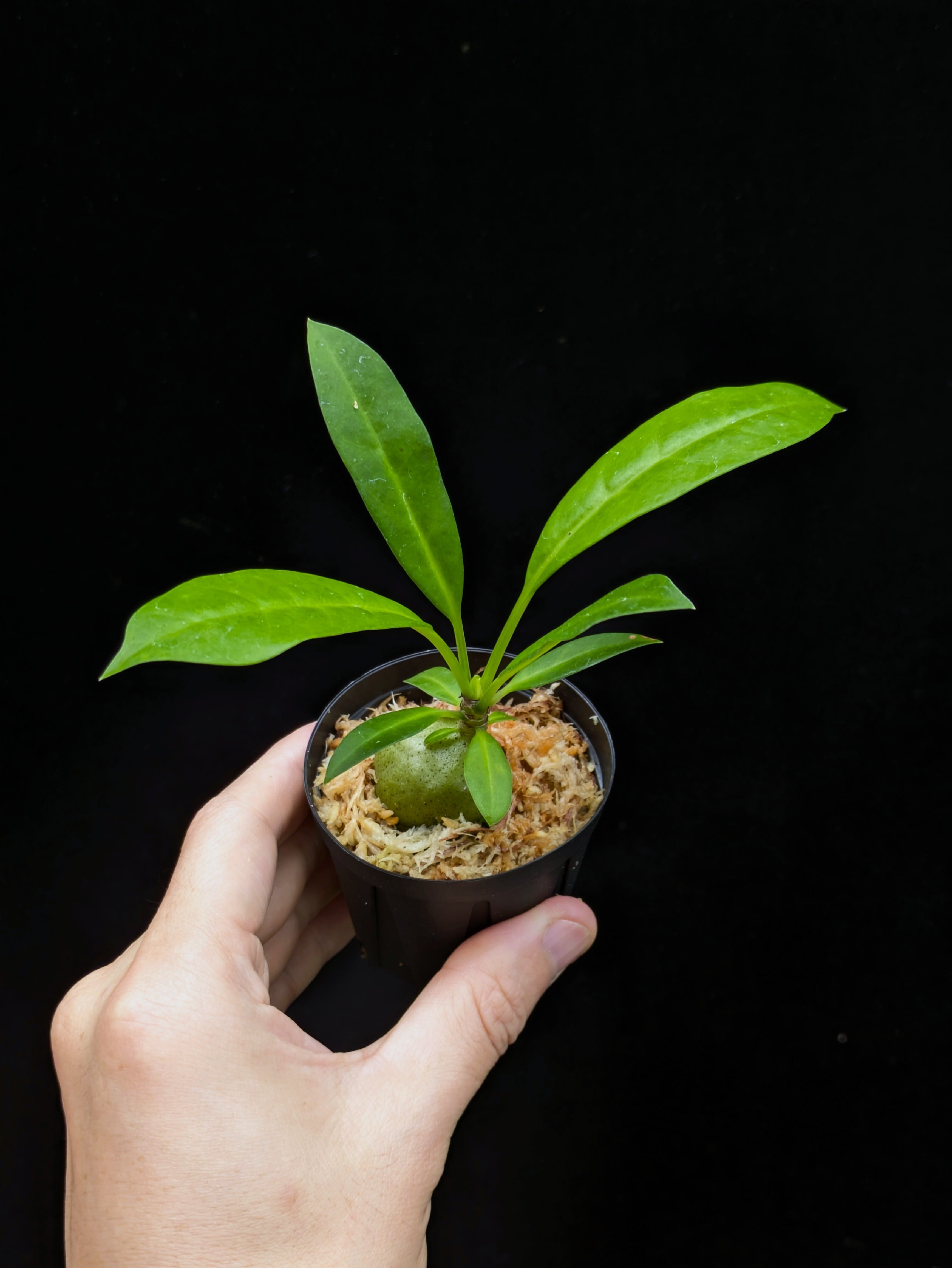 アリ植物　ミルメコディア　Myrmecodia tuberosa papuana Myrmecodia tuberosa “papuana” 着生仕立て | 伊藤蟻植物農園