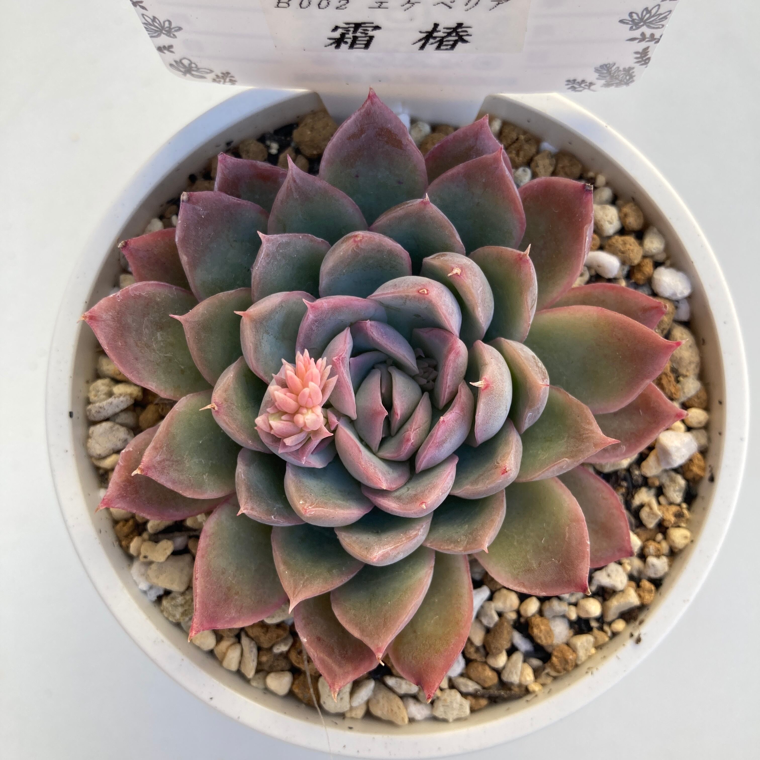 現物商品】霜椿 2.5号サイズ | 多肉植物研究所