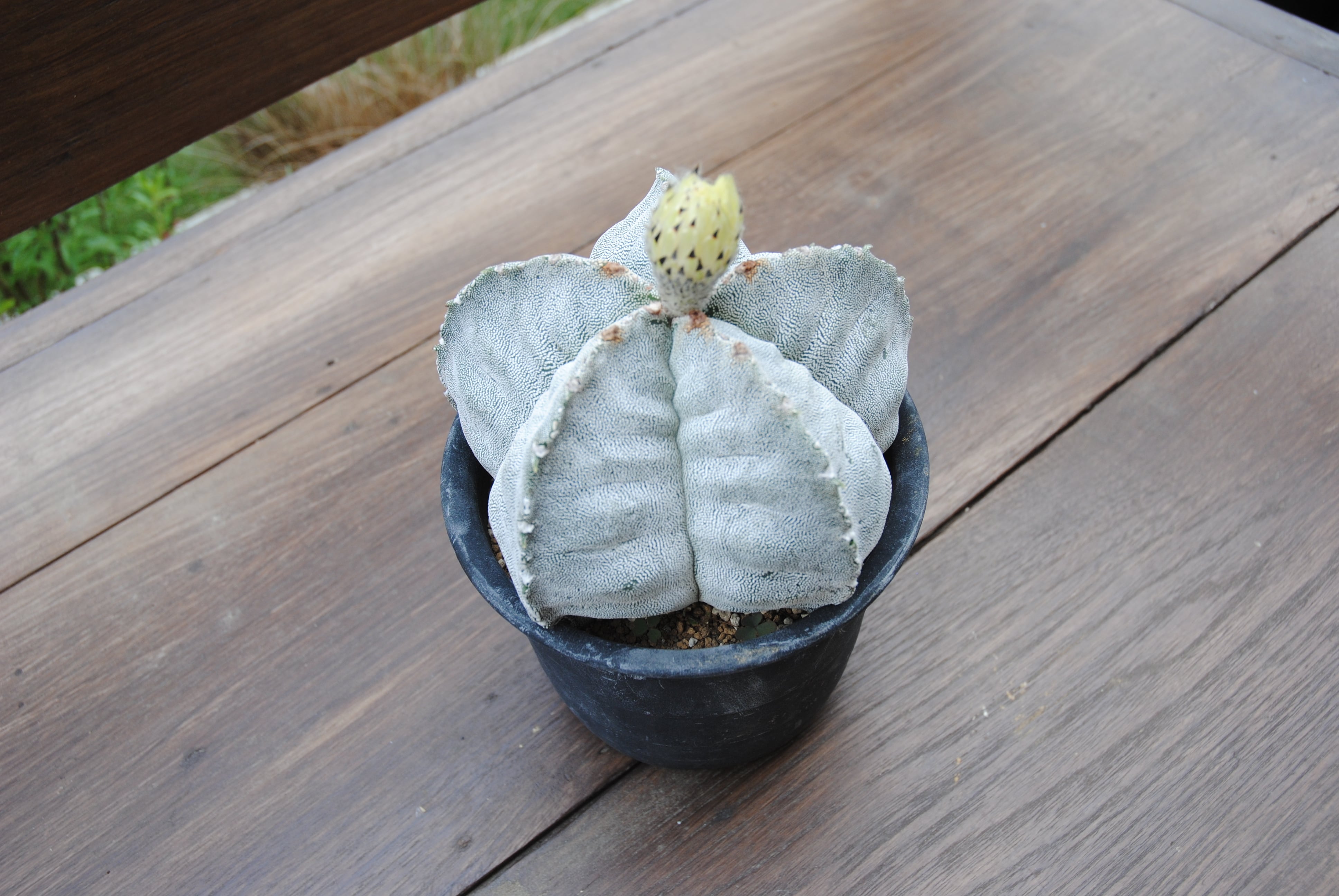 Astrophytum myriostigma ランポー玉 肋骨タイプ サボテン | plants