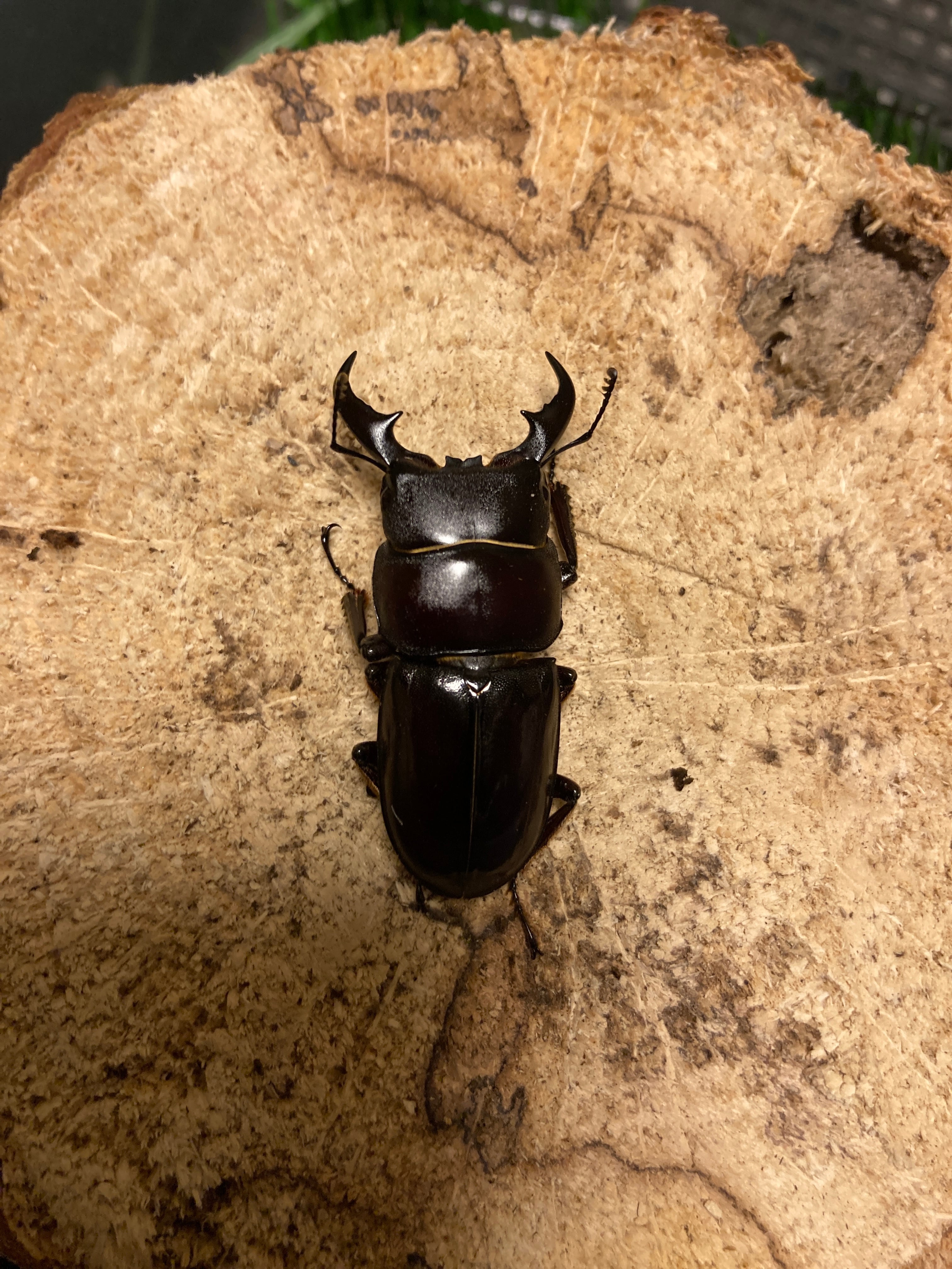 本土ヒラタクワガタ 53x30ペア WF2 | Insect Shop K&K