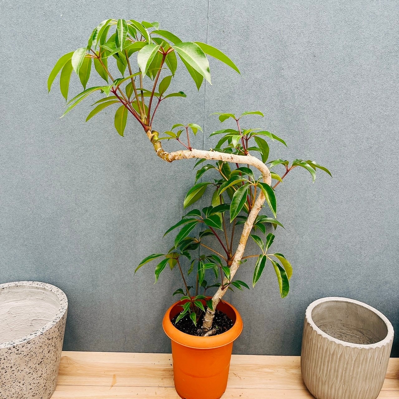 現品］ツピタンサス 8号 観葉植物 室内 大型 おしゃれ シェフレラ