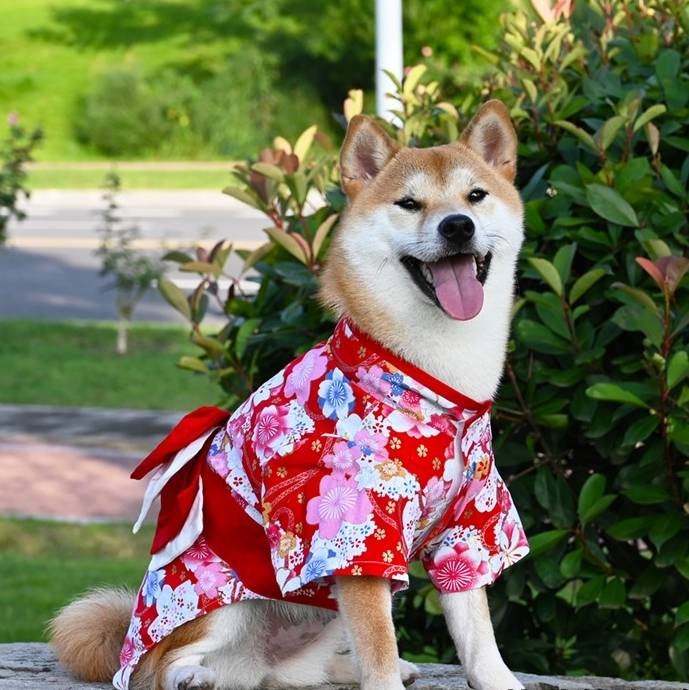 胸囲32~80cmまでサイズあり!和服 花柄 浴衣