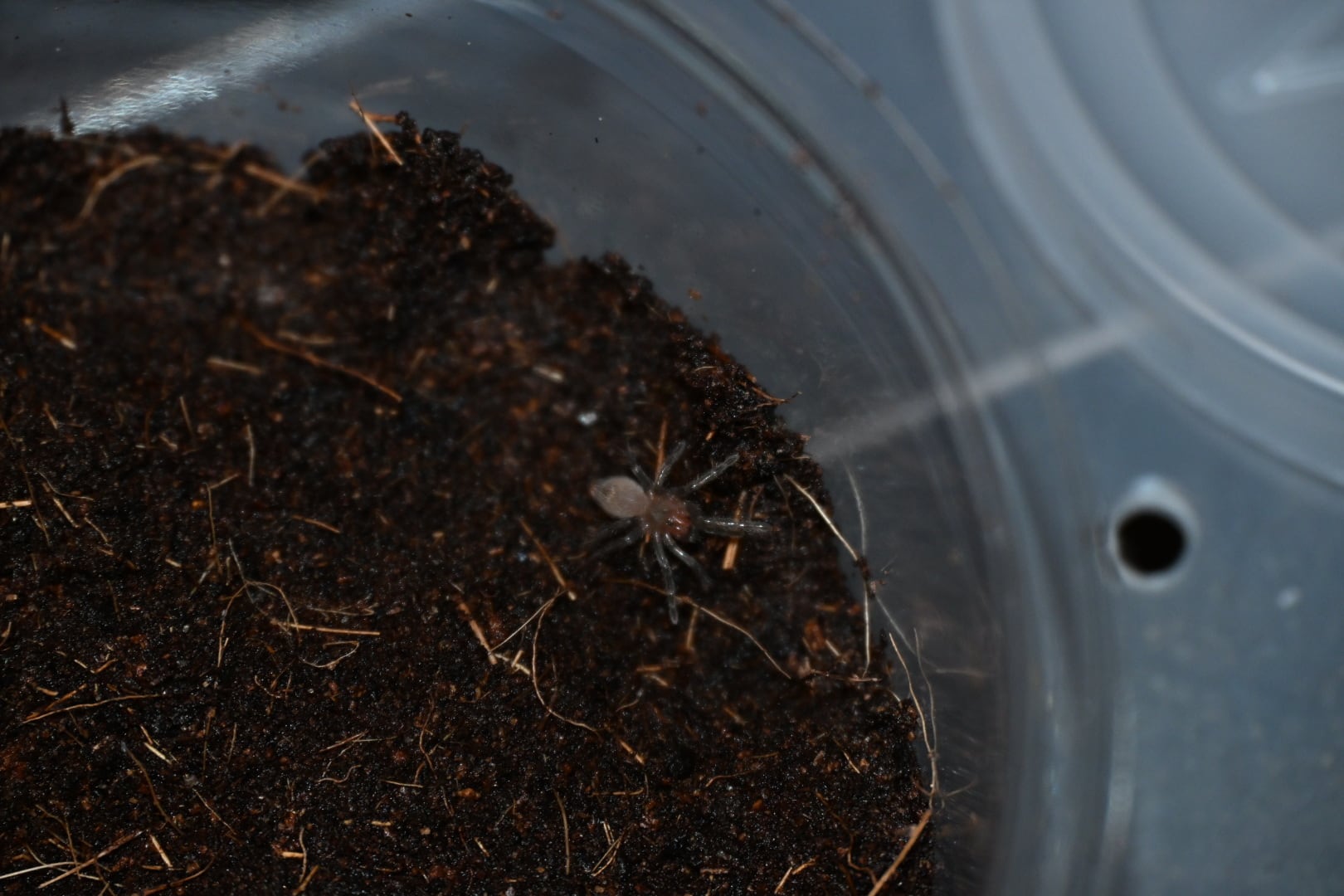 Theraphosidae sp. Sevilla タランチュラ | ss商店