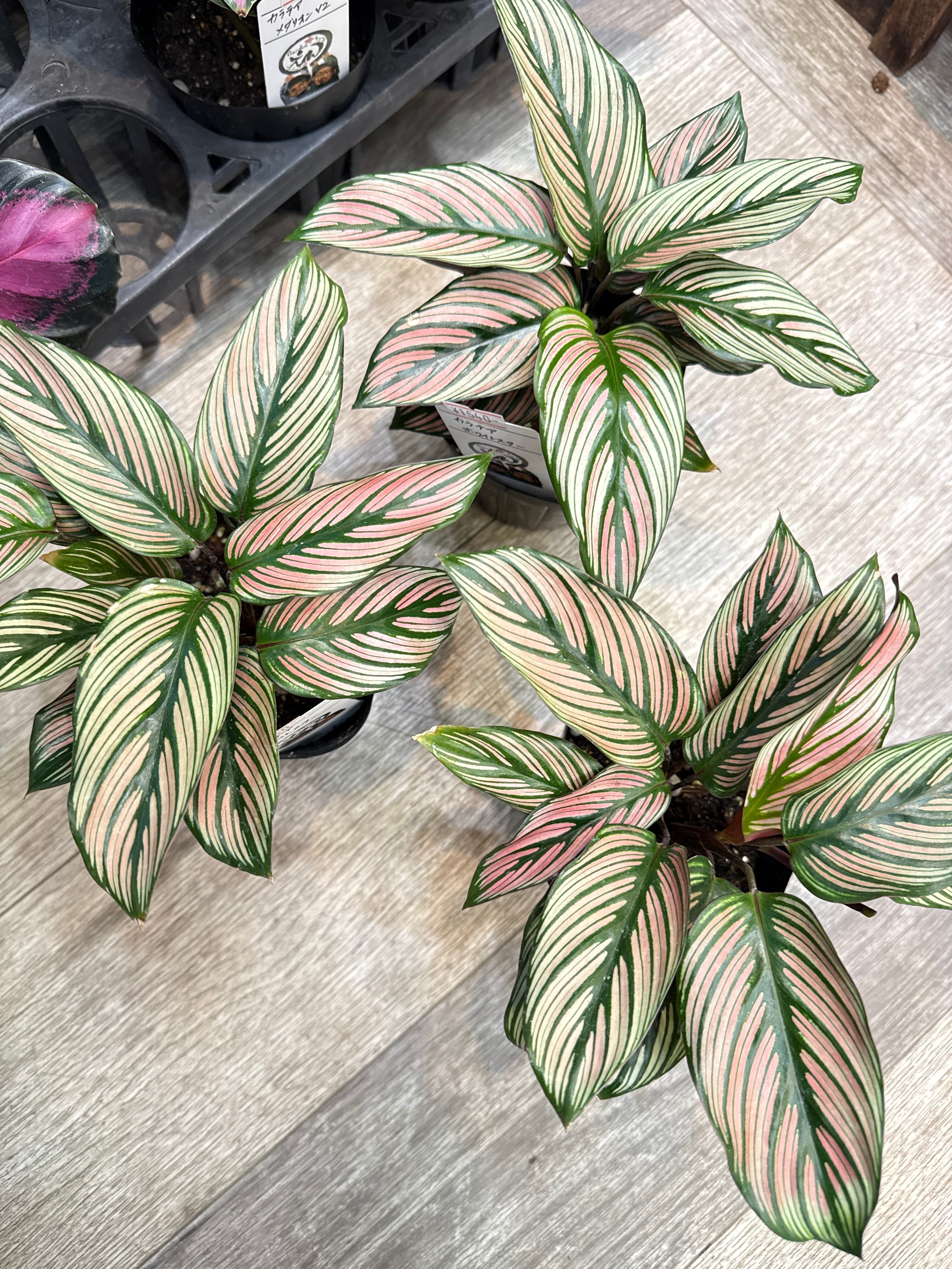 Aglaonema purple my tiara / パープルマイティアラ | Gardenえん