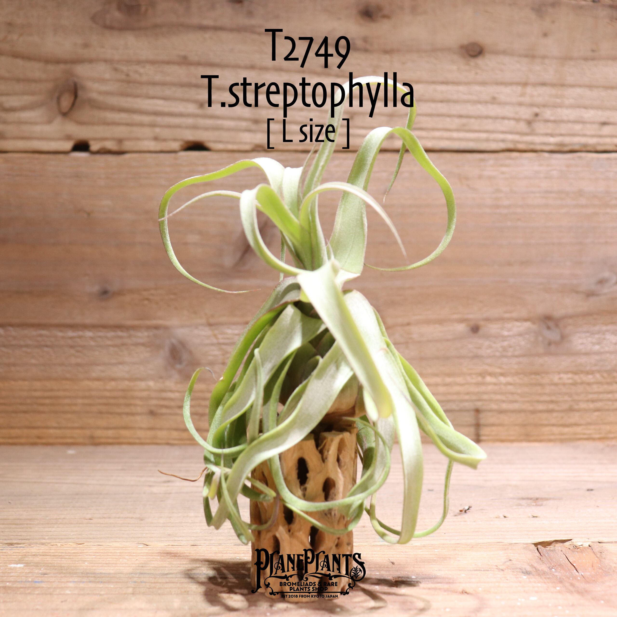 【送料無料】streptophylla L〔エアプランツ〕現品発送T2749