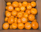 【7.5キロ】減農薬　特別栽培で育てたからだにやさしい　有田みかん　高糖系希少品種　丹生系