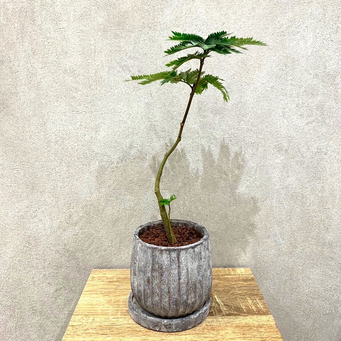 一点もの エバーフレッシュ 観葉植物 アカサヤネムノキ マメ科 ピトヘケロビウム属 常緑高木 ギフト お祝い フラワーギフト専門店 Conoka Online Shop お花や観葉植物で記念日を彩る