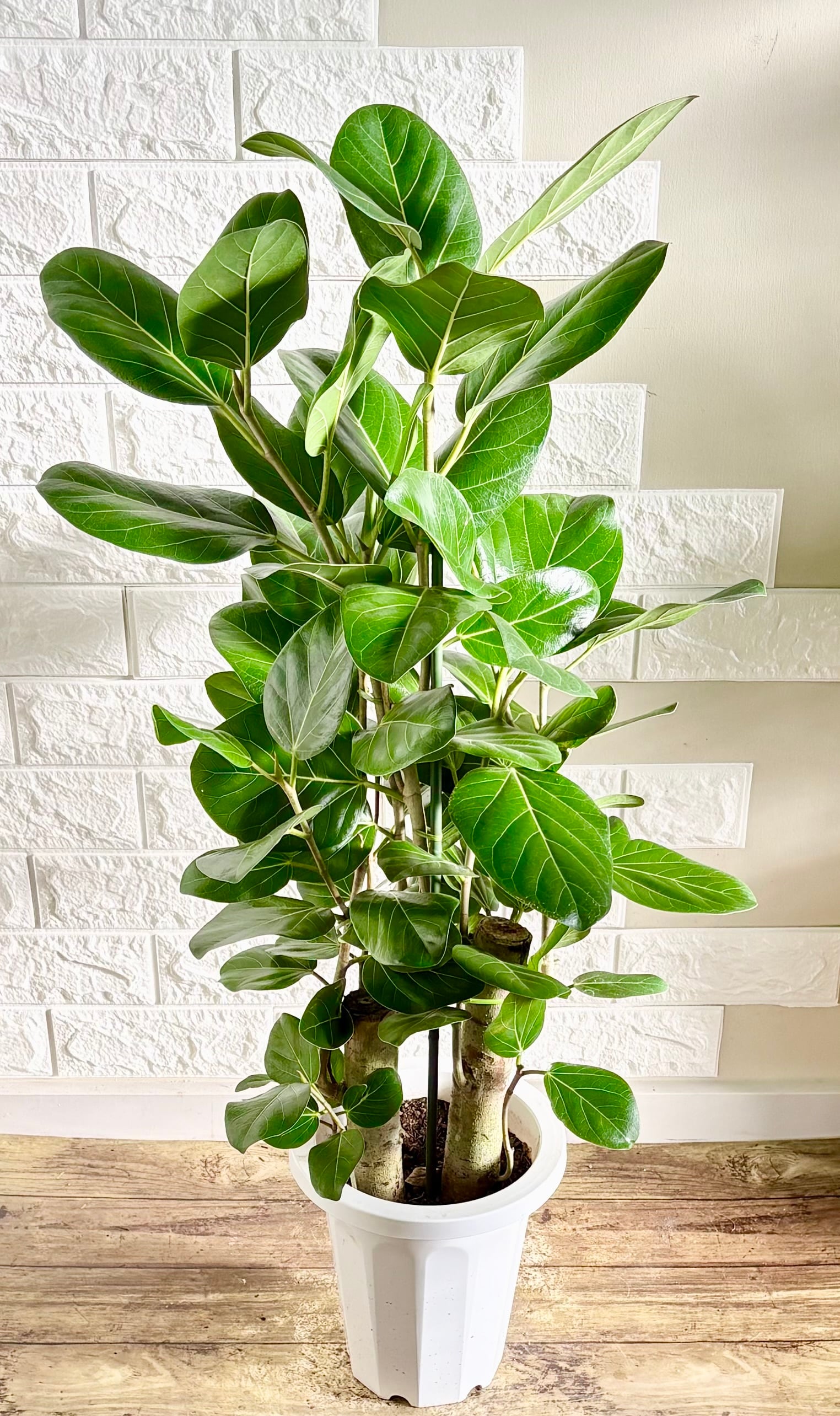 観葉植物　フィカスベンガレンシス フィカス・ベンガレンシスの育て方を観葉植物愛好家が解説。植え替えの
