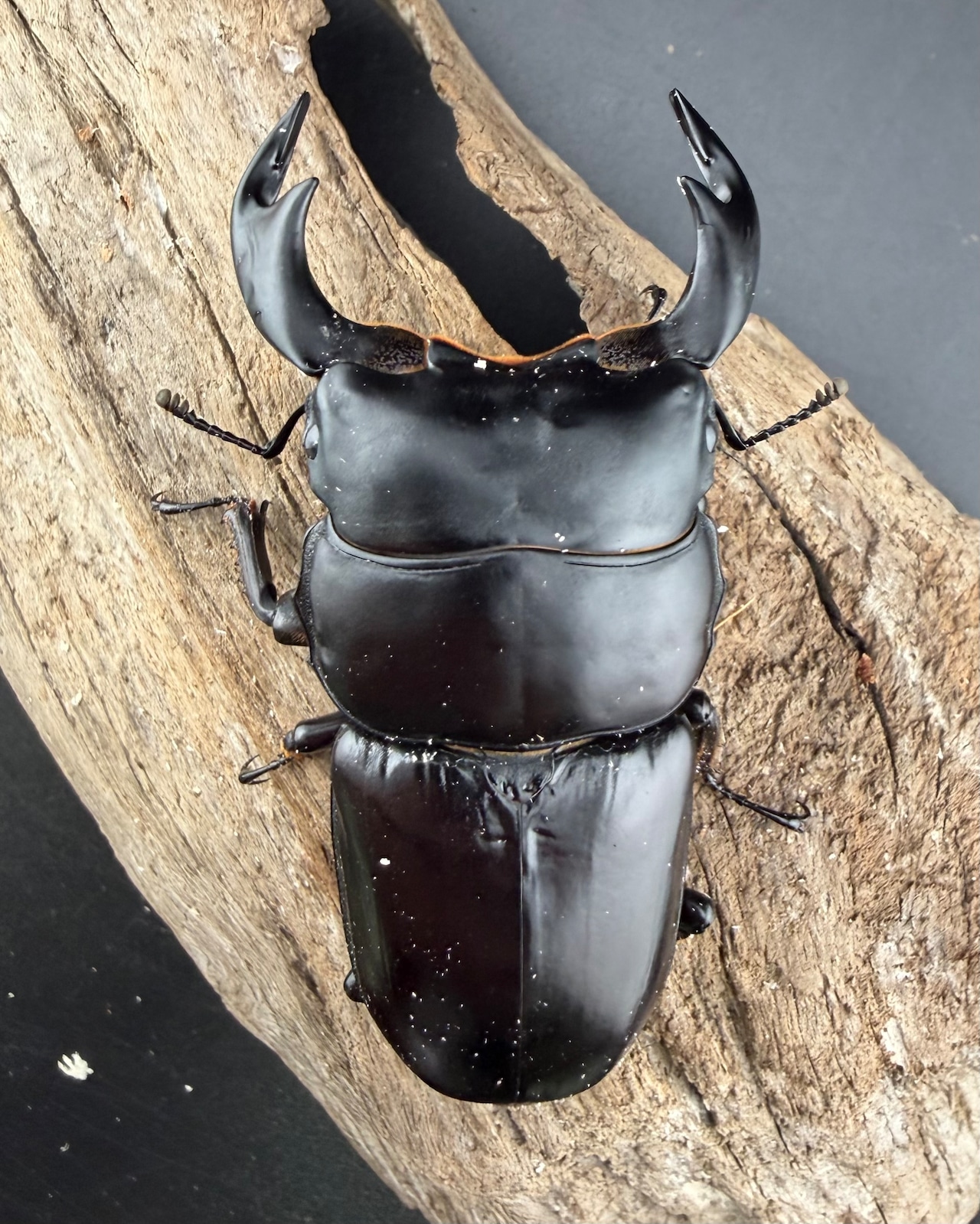 《ブータンアンタエウス シェムガン産 82mm ペア》