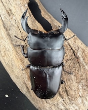 《ブータンアンタエウス シェムガン産 82mm ペア》