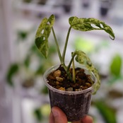Monstera adansonii Mottled / モンステラ アダンソニー ミント㉘ / 観葉植物