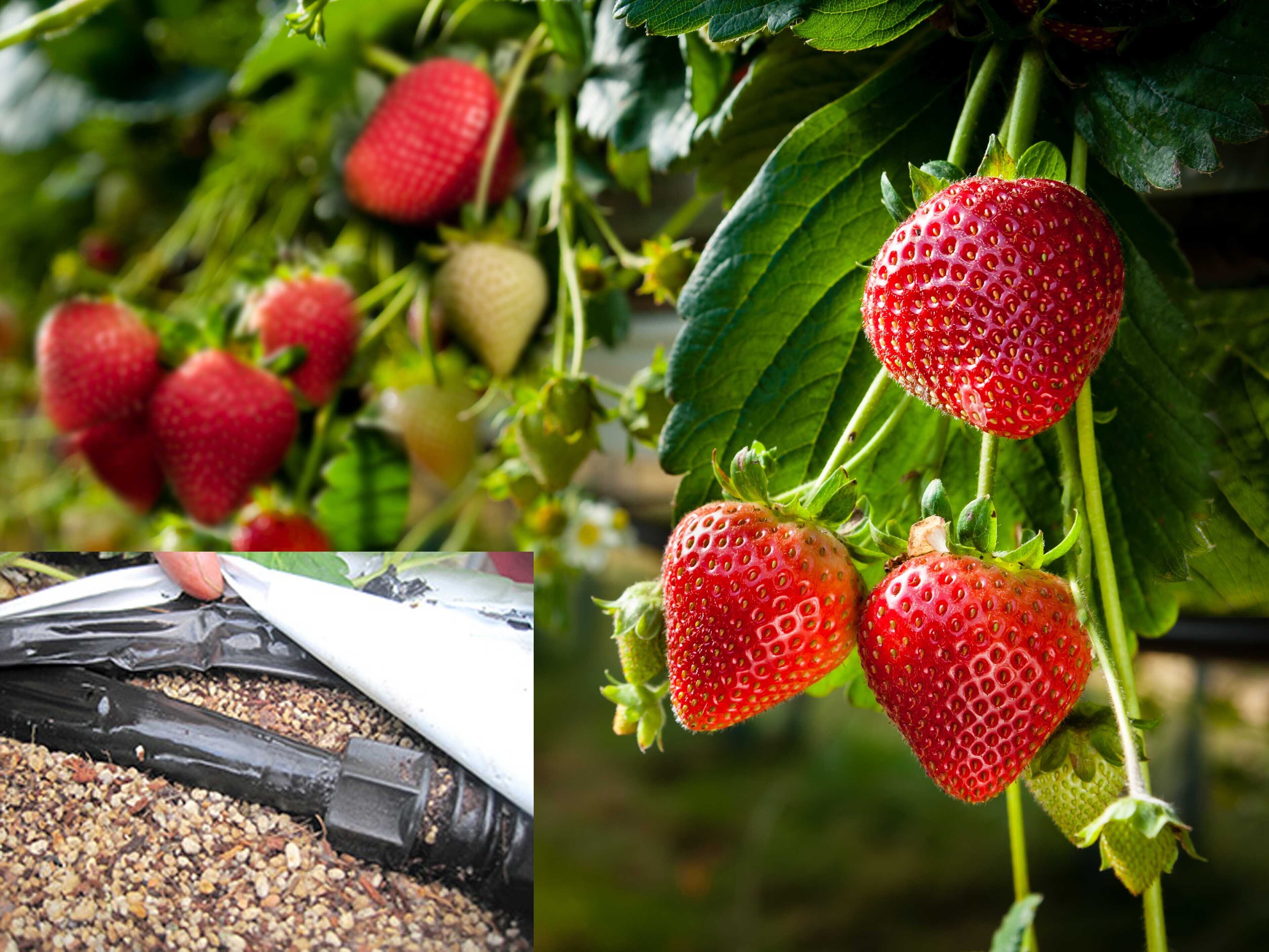 いちご 国産 夏いちご 送料無料 Lサイズ 16個 300g 期間限定 雷峰 希少