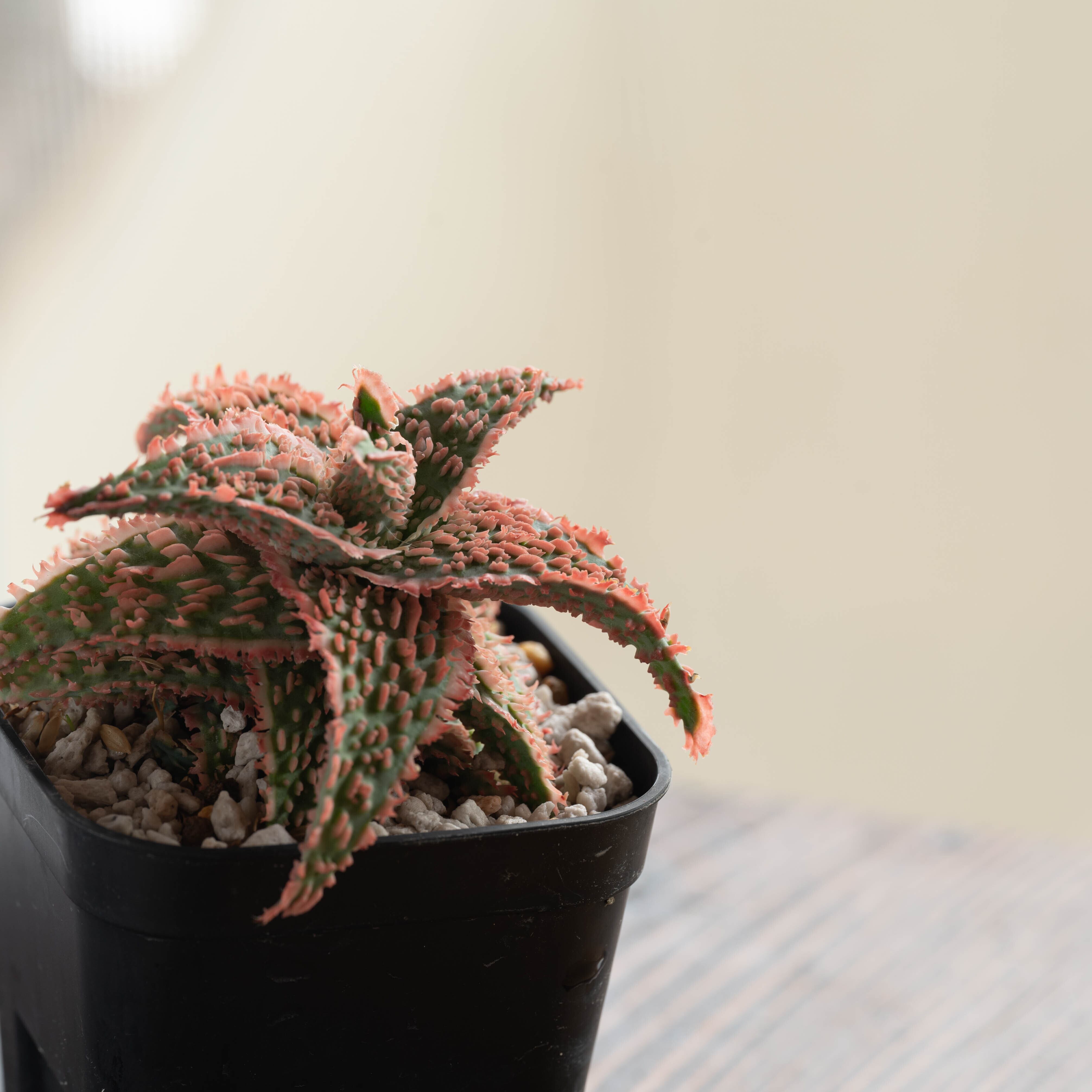 アロエ ハイブリッド -Aloe hybrid- No.13 | Agave Rocon