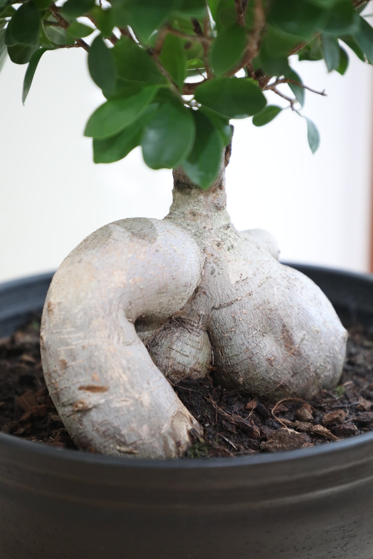 L】ガジュマル/Ficus microcarpa | 【厳選植物・器】MIDORI DOUMEI 翠