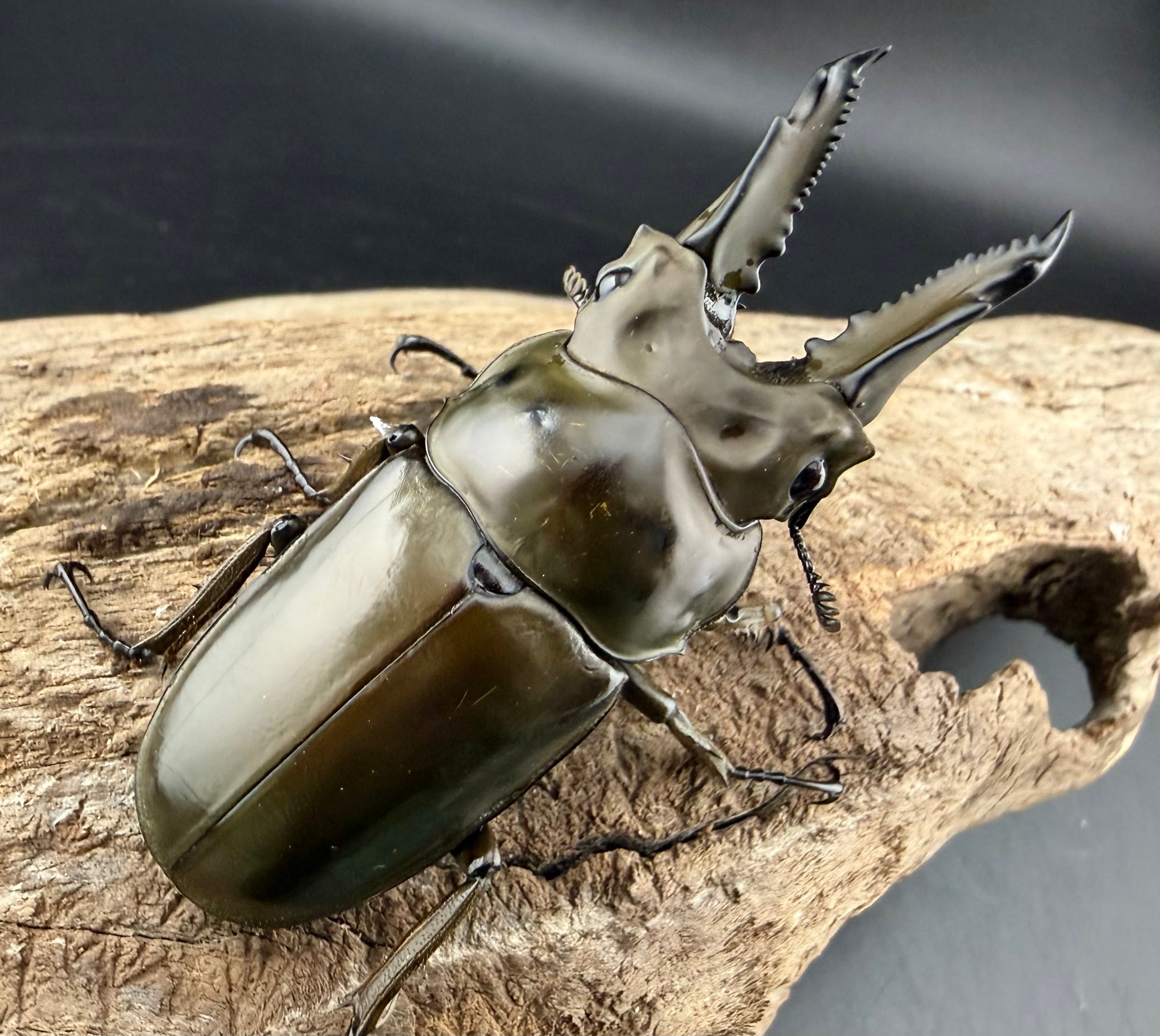 ババオウゴンオニ 61mm ペア》ブリーダー様委託個体 | KPW公式