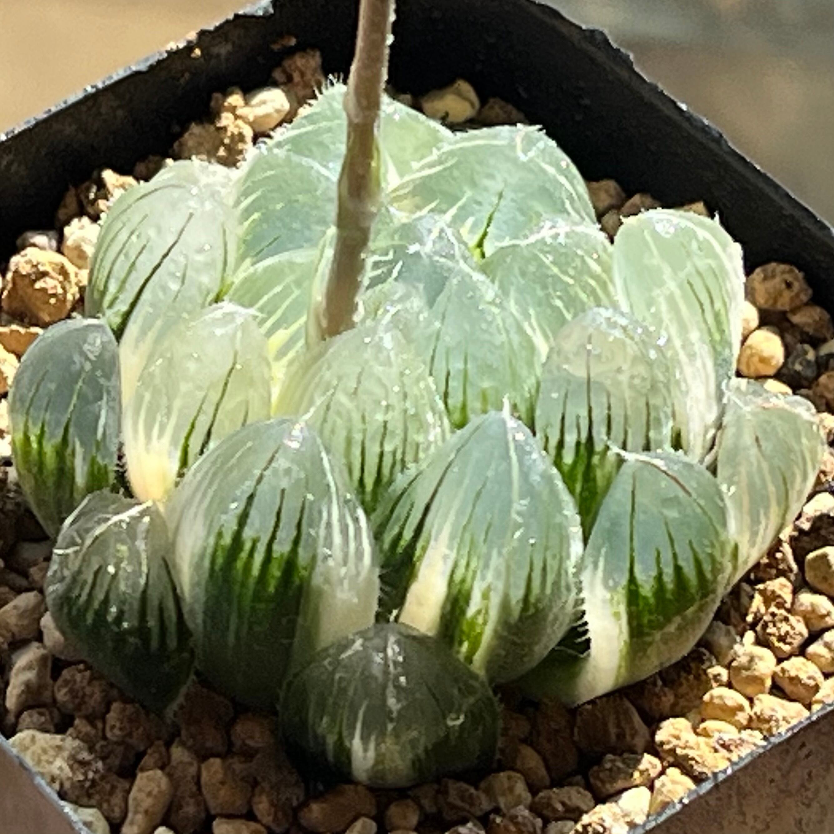 ハオルチア 雫石錦 | mocono_plants ハオルチア 雫石錦 | mocono_plants