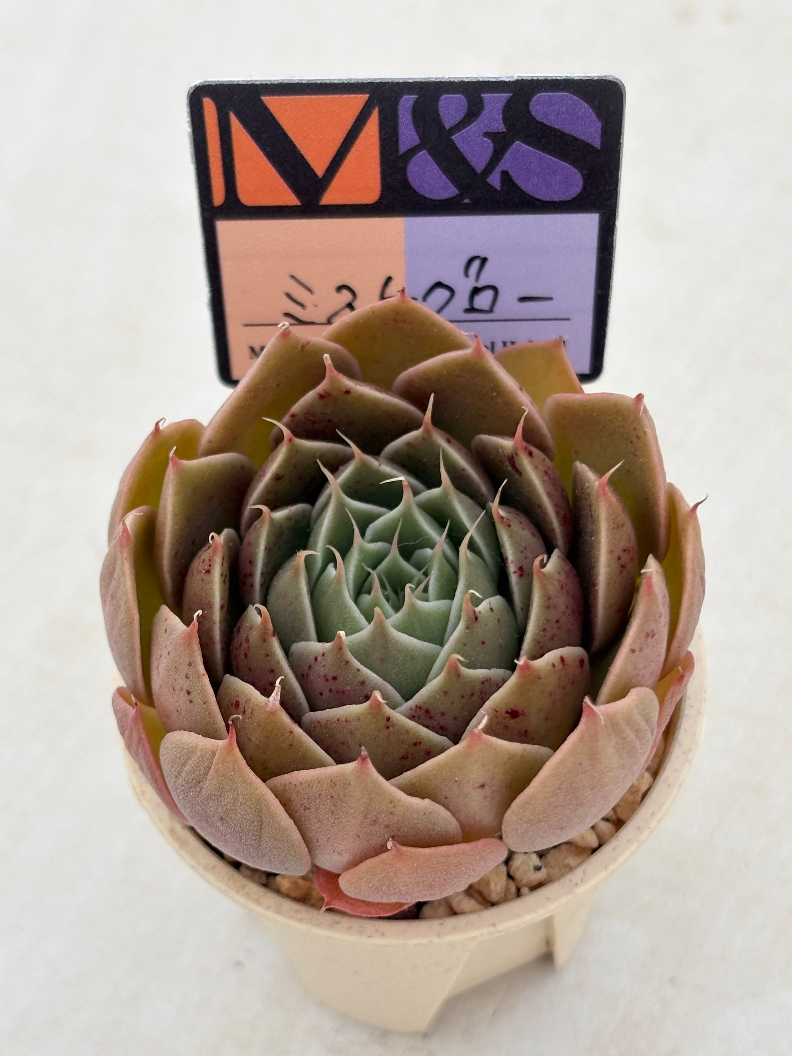 多肉植物と雑貨のお店 ふぁにぃ